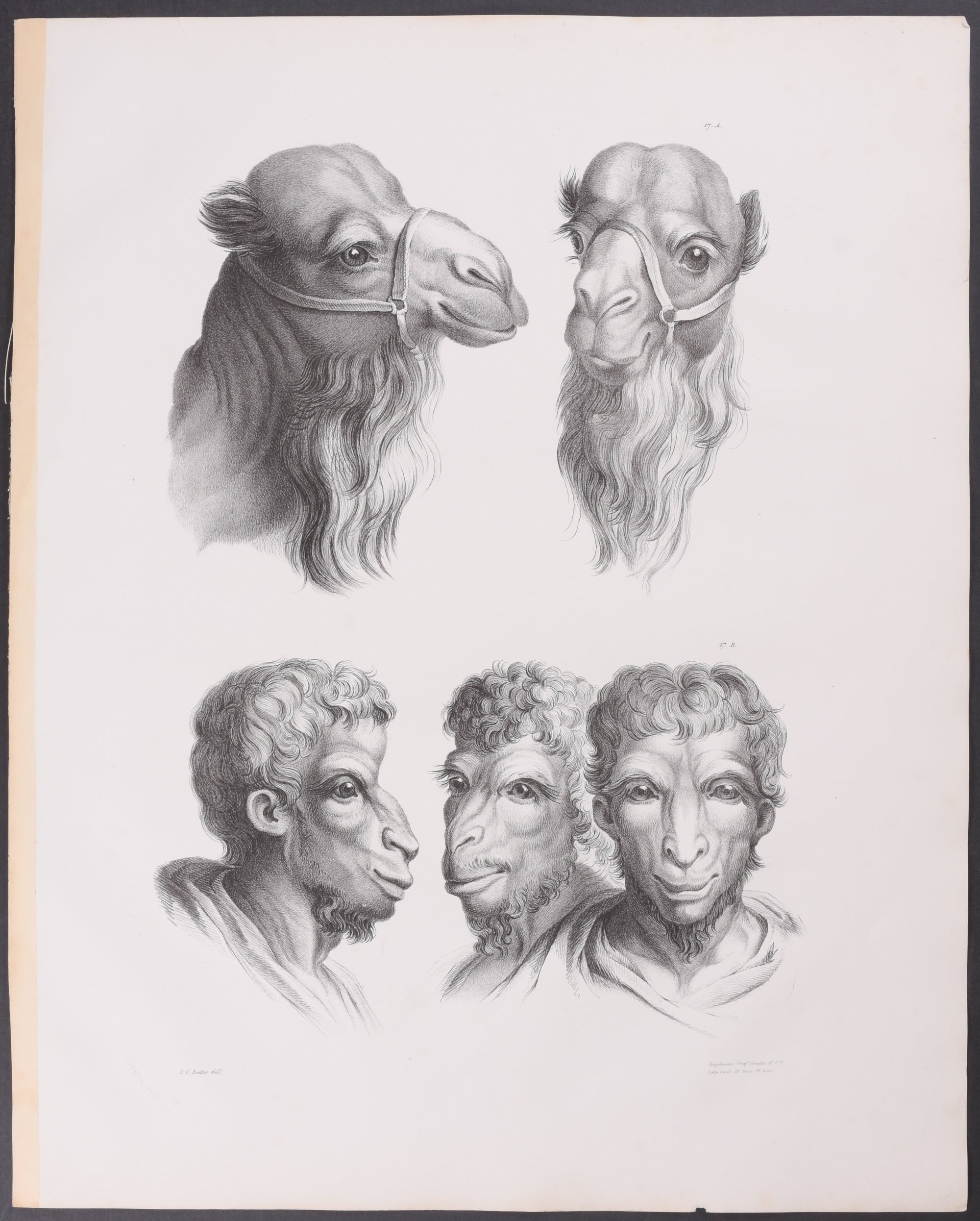 Man as Owl