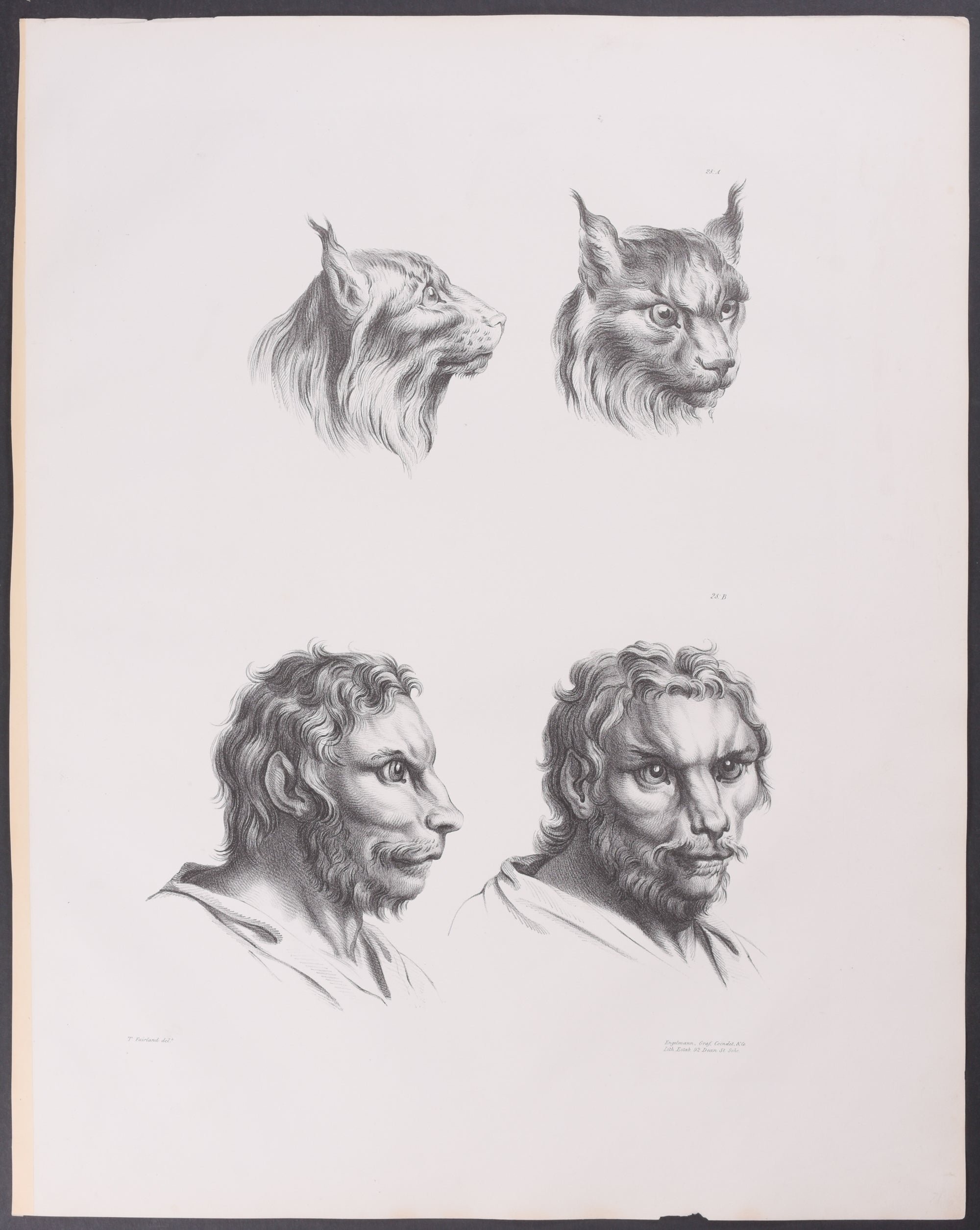 Tiger Eyes, Lynx Eyes, Cat Eyes