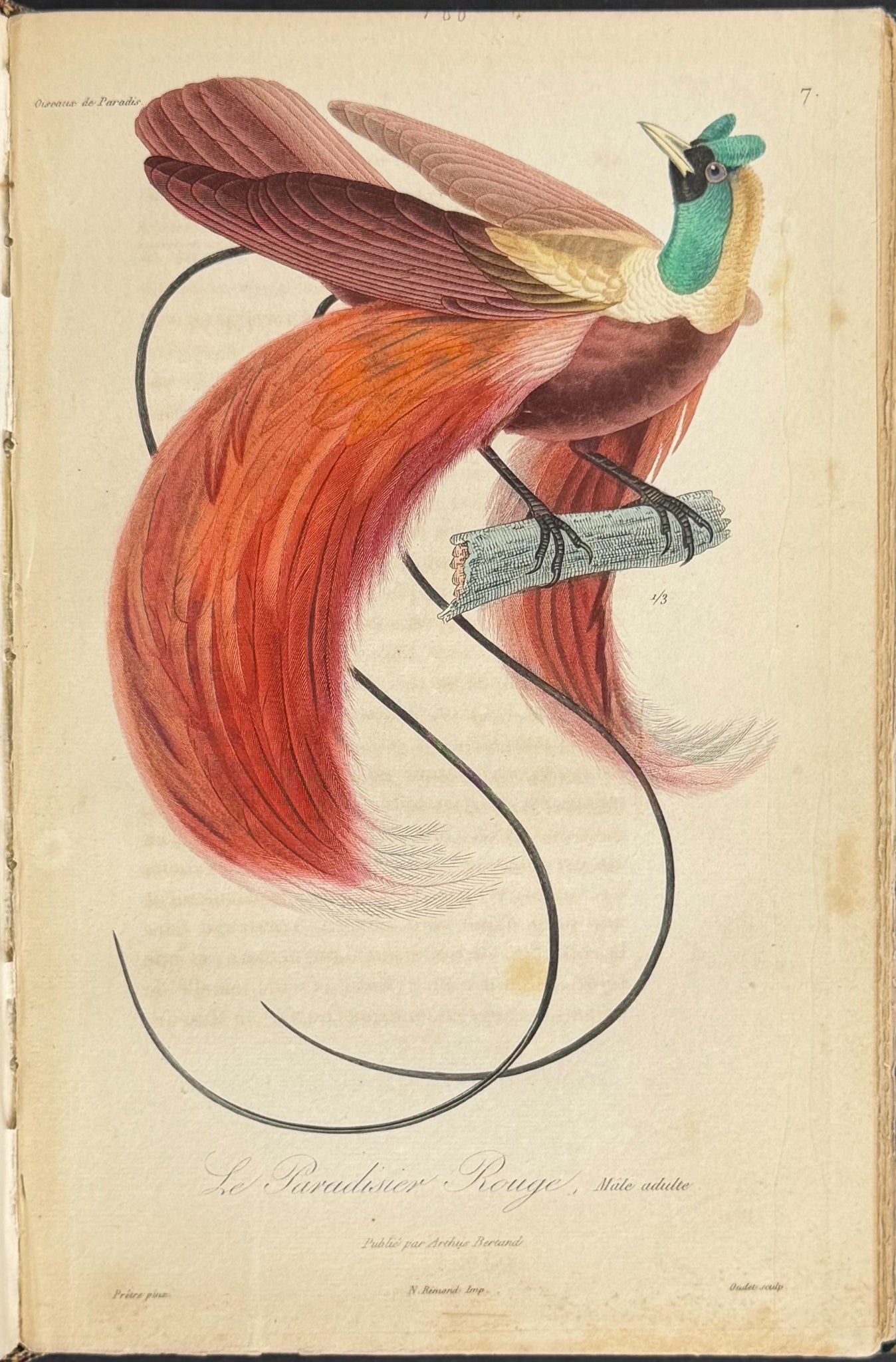 Natural History of Birds of Paradise and Epimachus