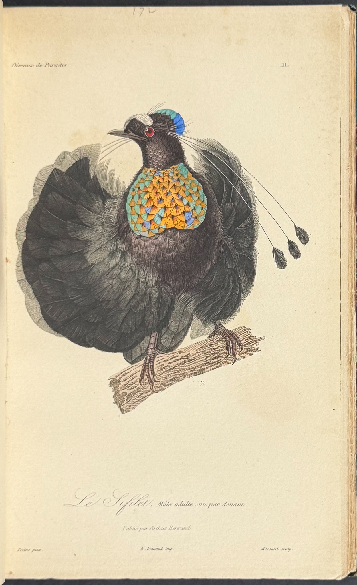 Natural History of Birds of Paradise and Epimachus