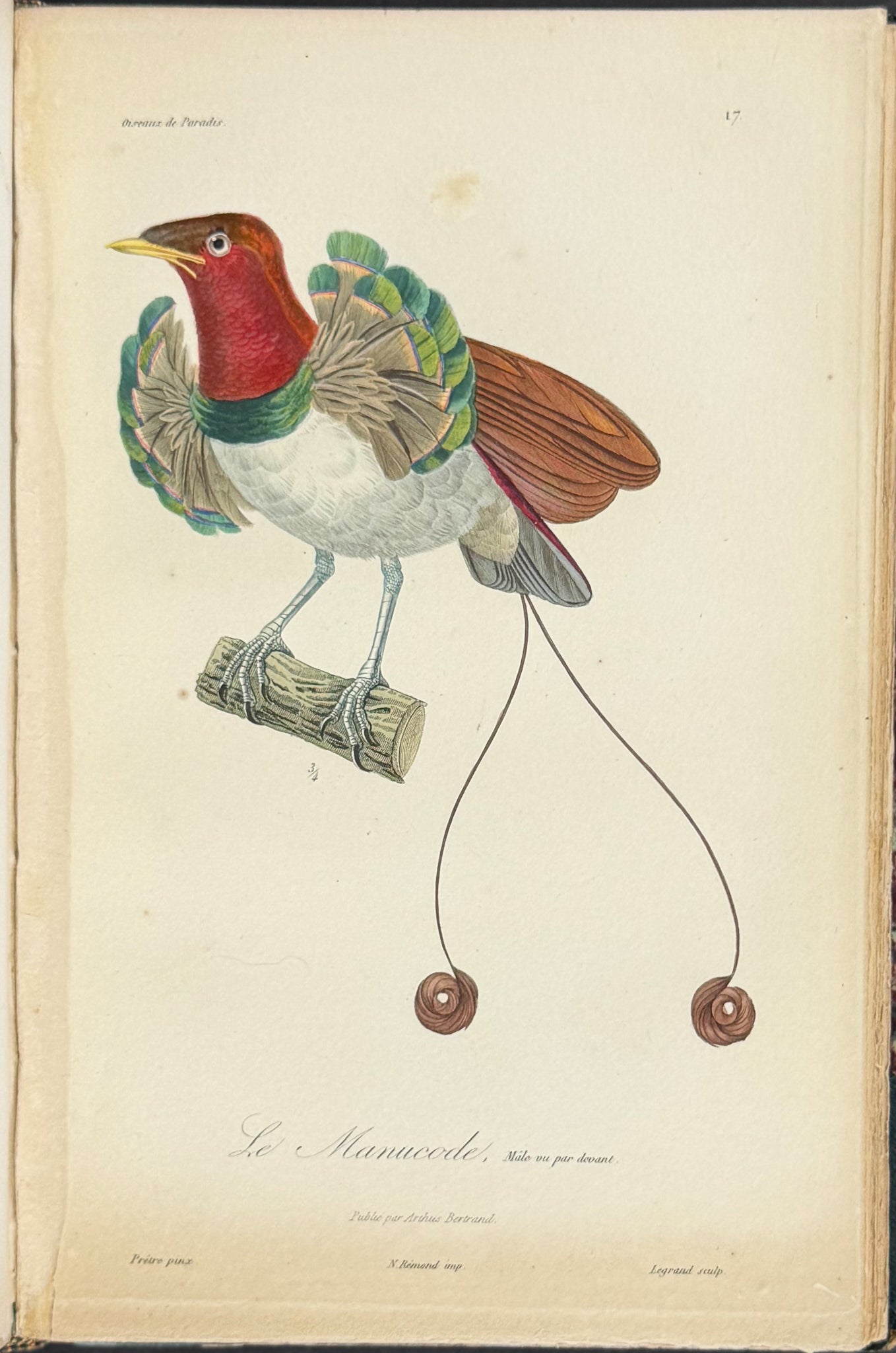 Natural History of Birds of Paradise and Epimachus