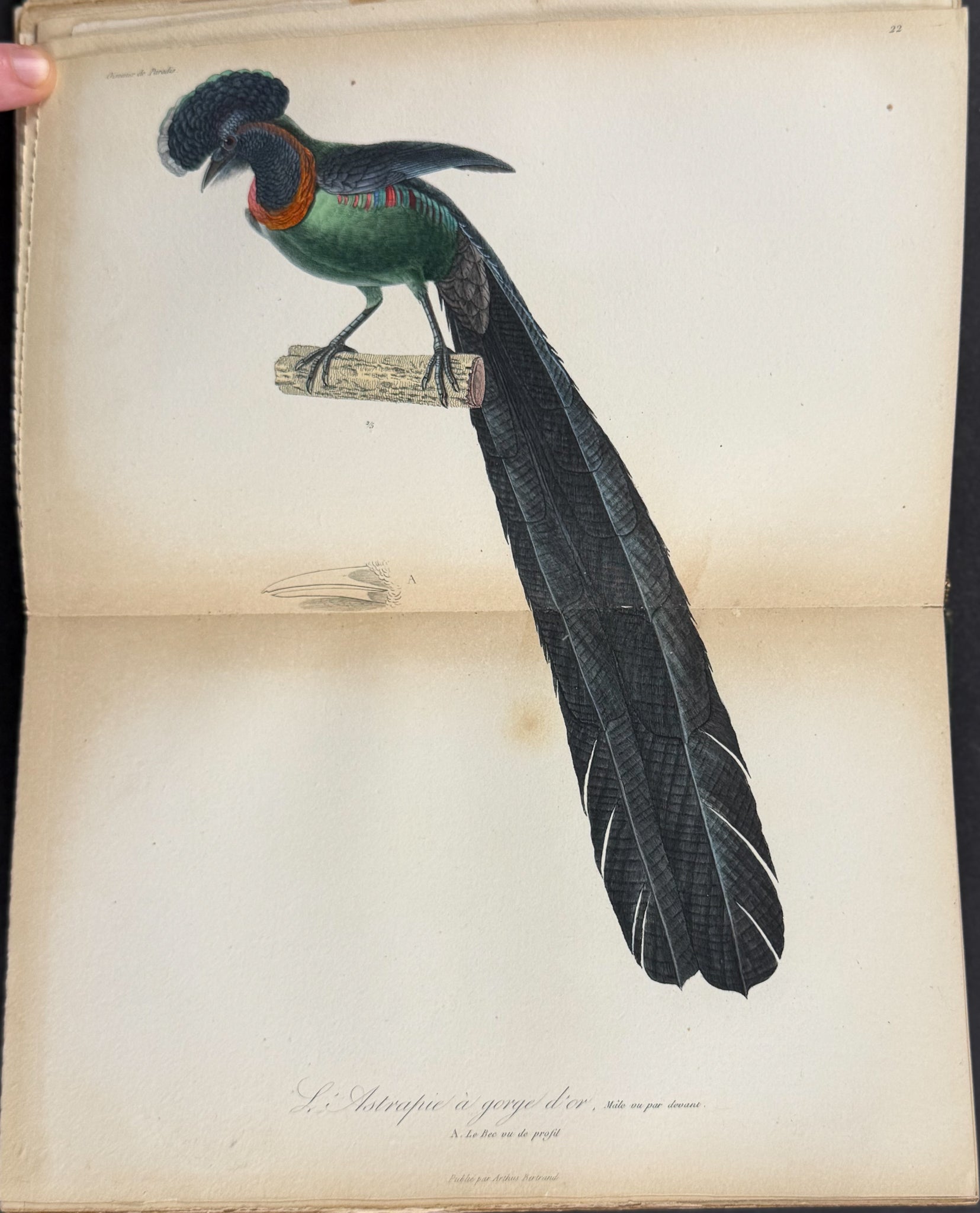 Natural History of Birds of Paradise and Epimachus