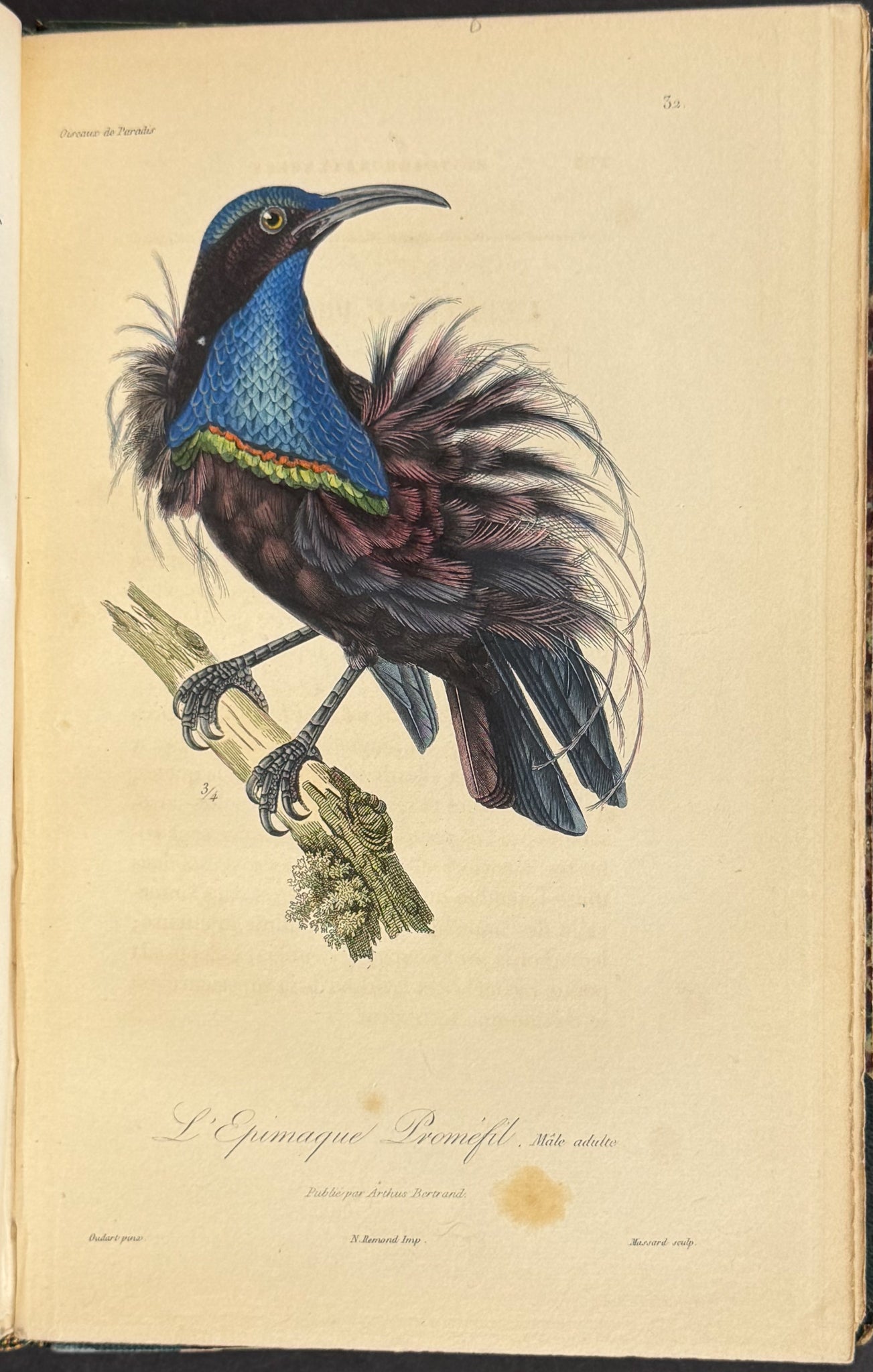 Natural History of Birds of Paradise and Epimachus