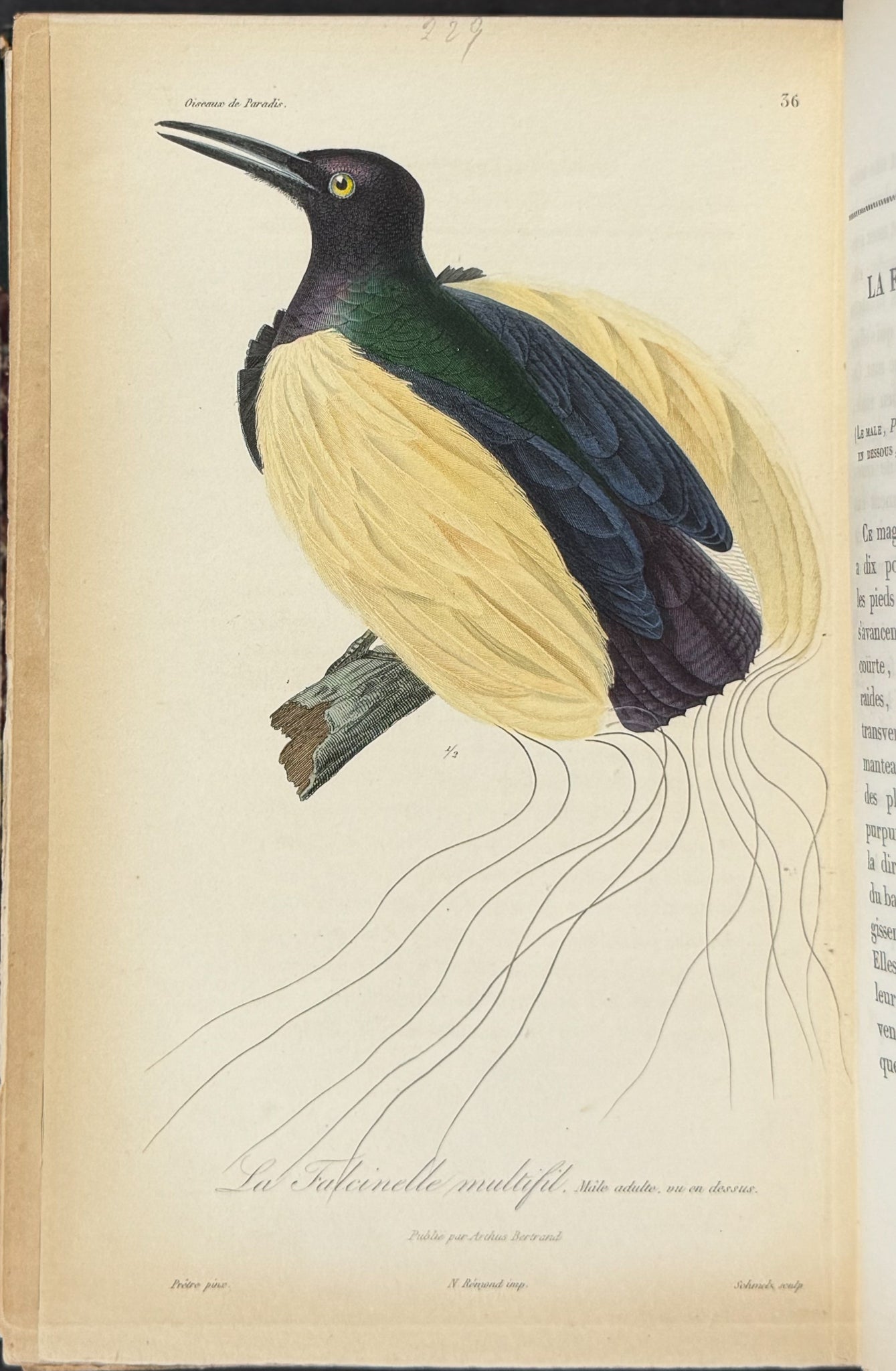 Natural History of Birds of Paradise and Epimachus