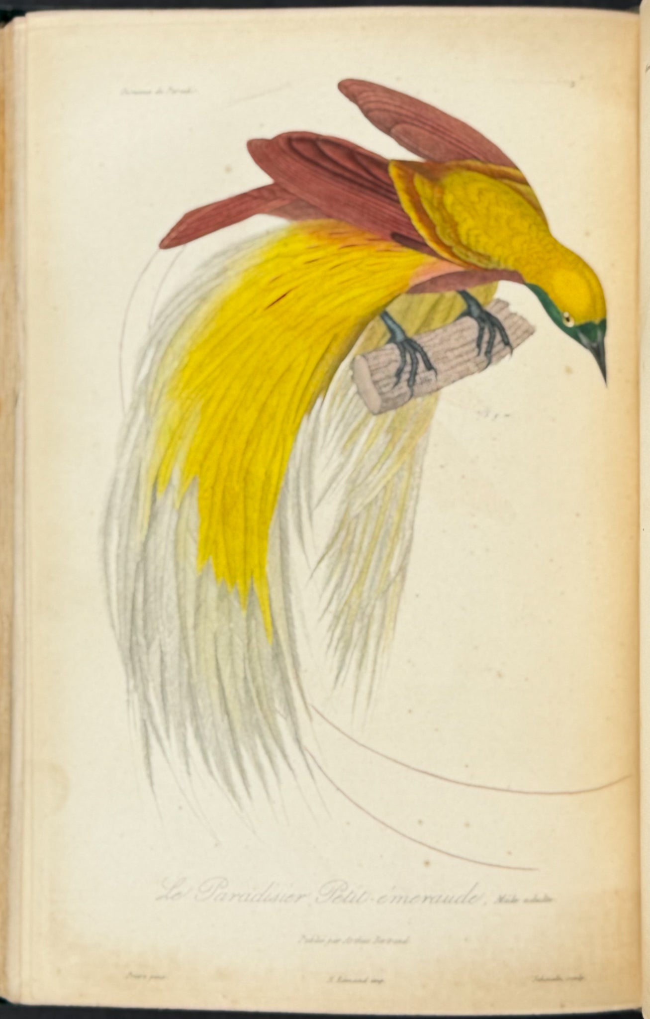 Natural History of Birds of Paradise and Epimachus