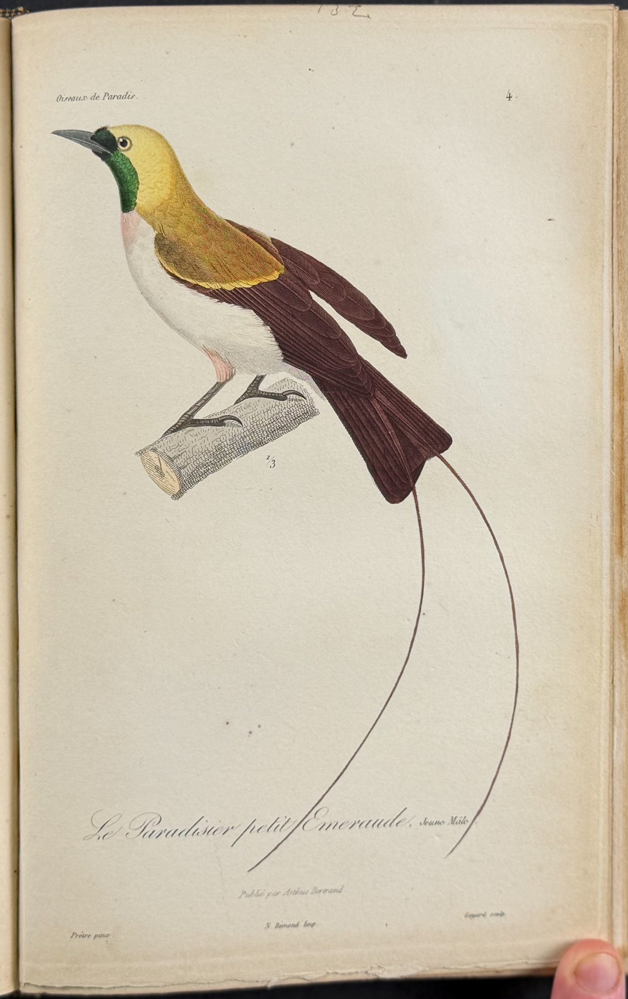 Natural History of Birds of Paradise and Epimachus