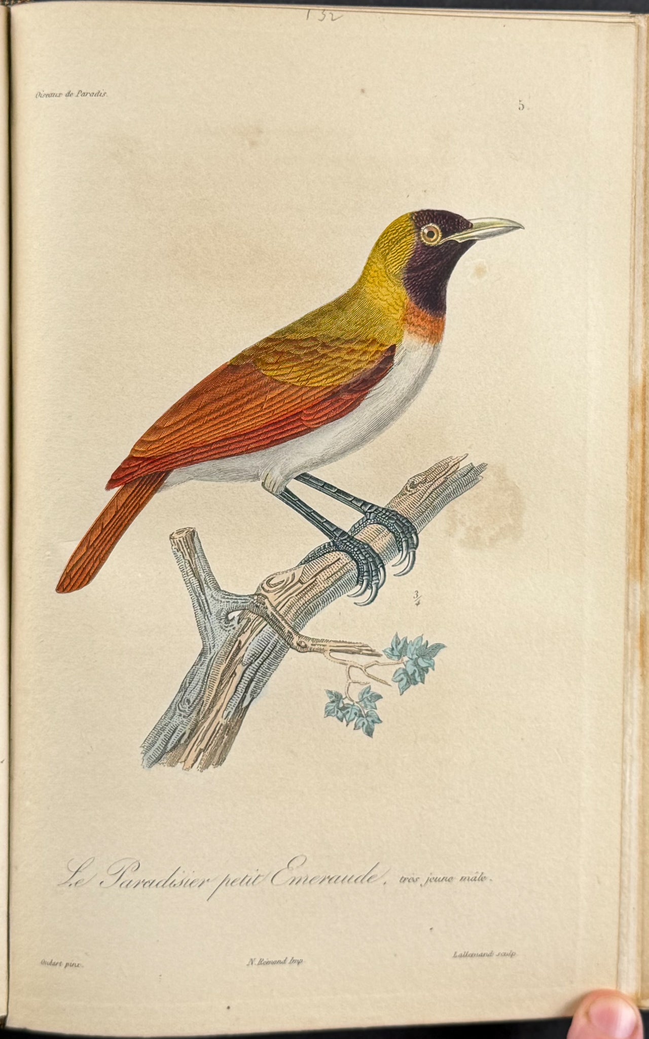 Natural History of Birds of Paradise and Epimachus