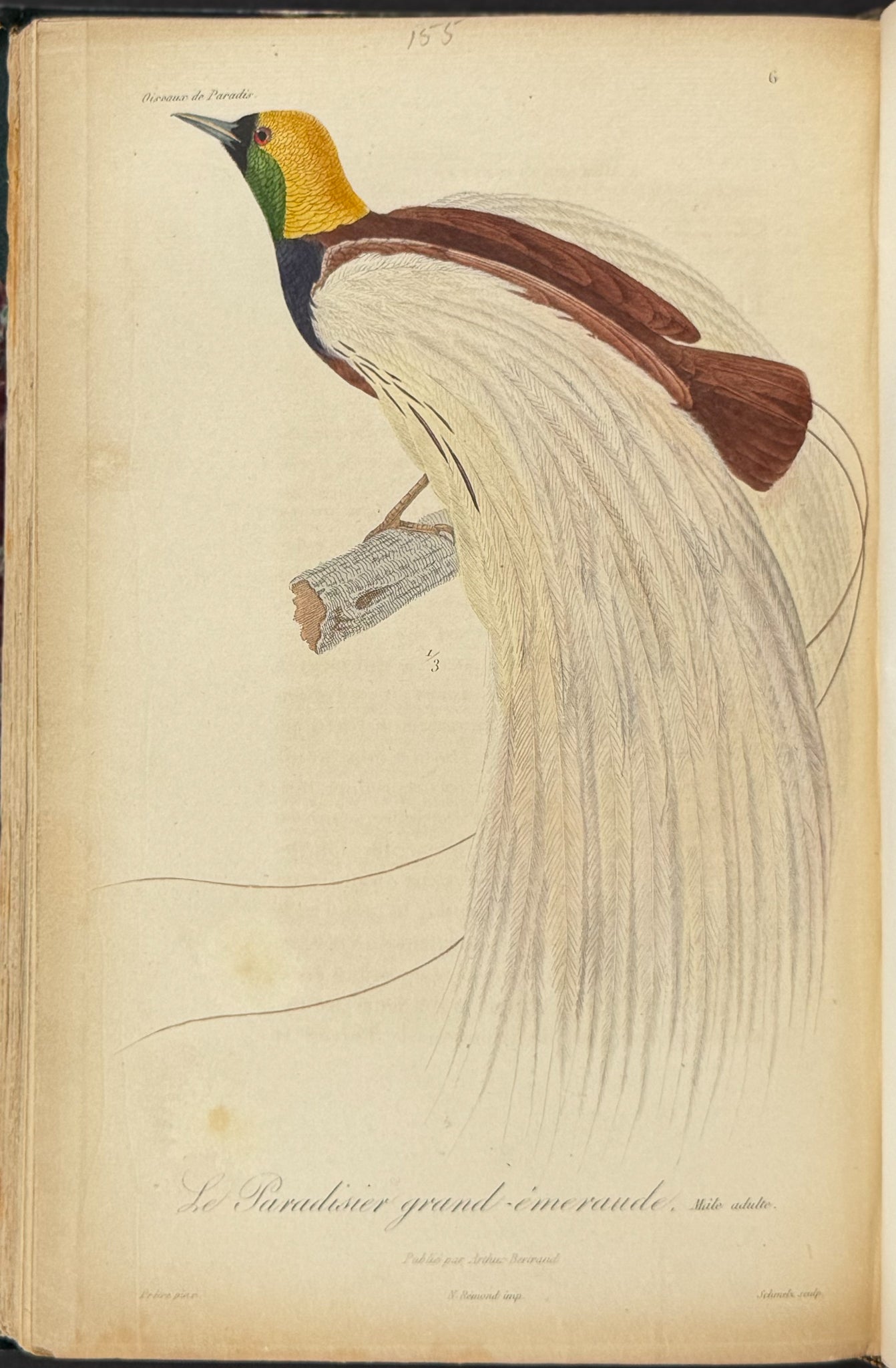 Natural History of Birds of Paradise and Epimachus