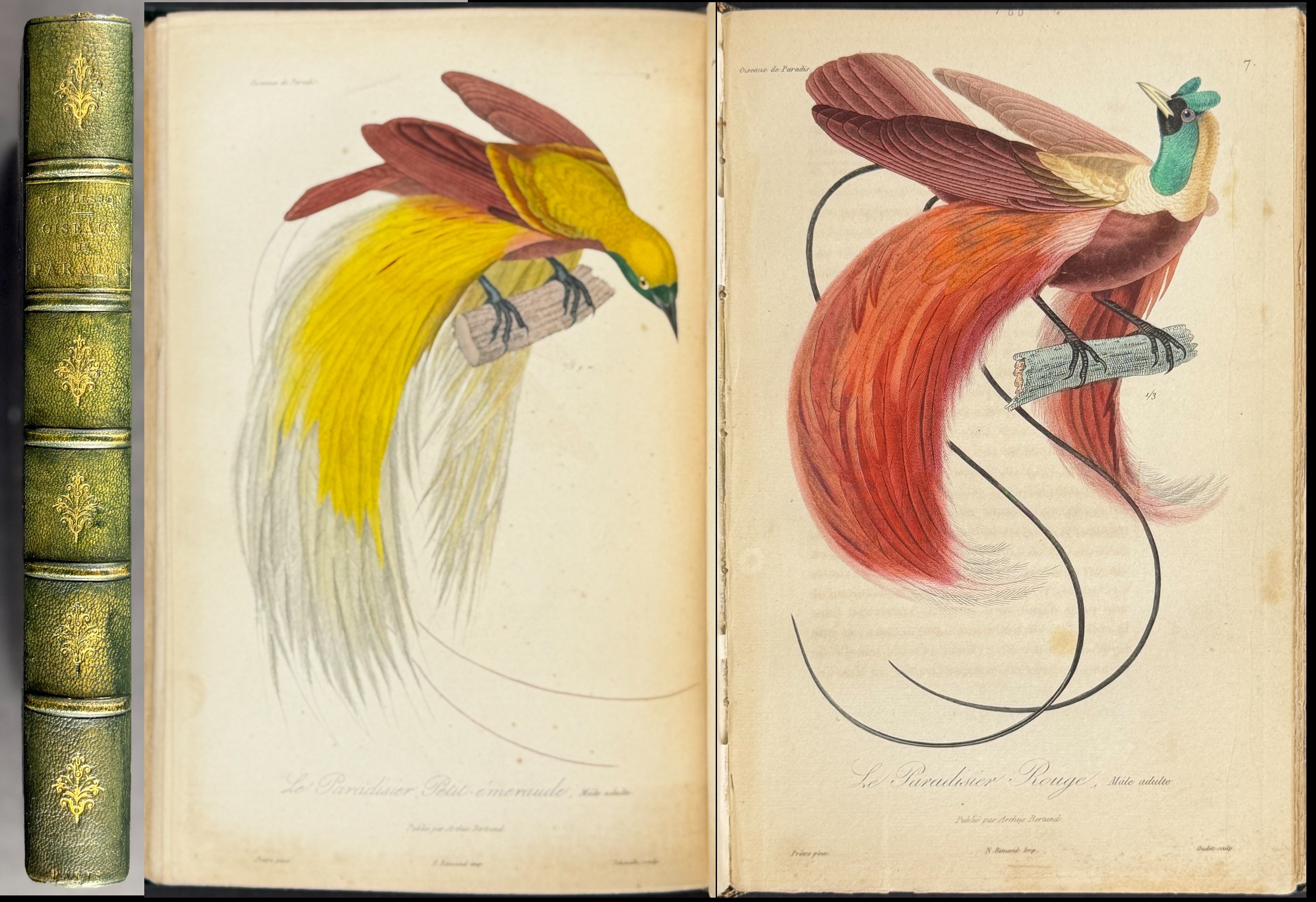 Natural History of Birds of Paradise and Epimachus