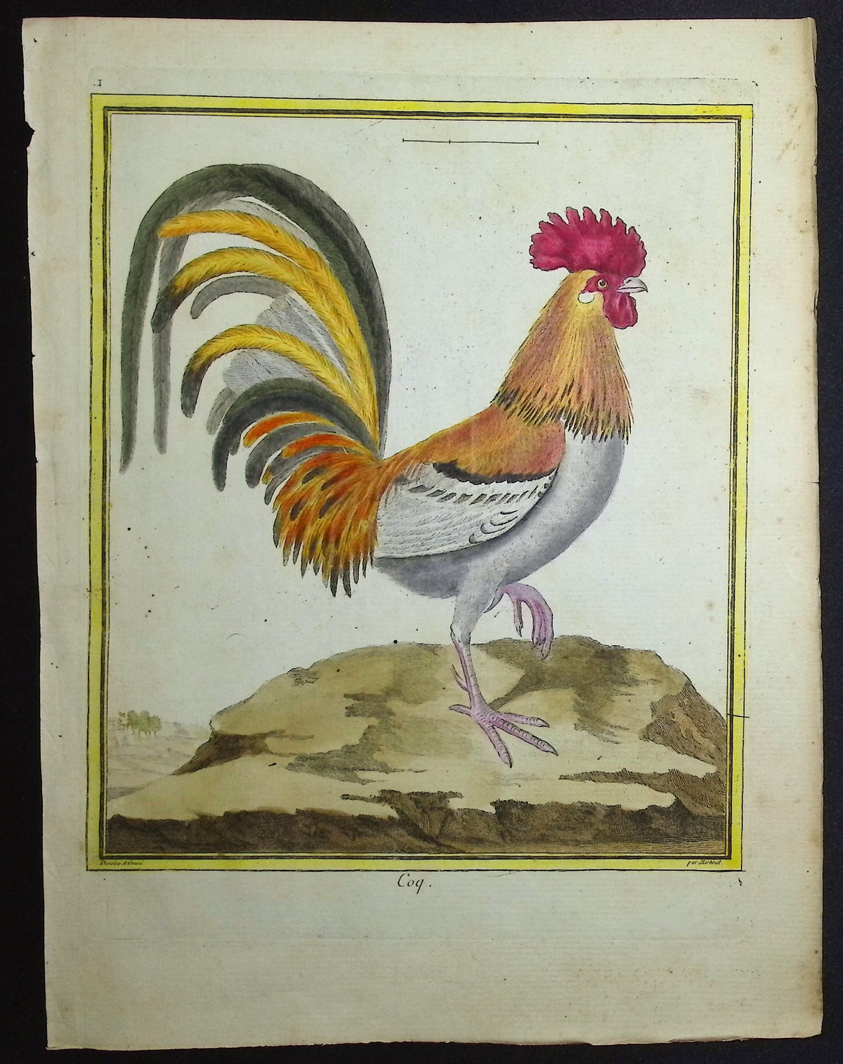 Chicken or Rooster