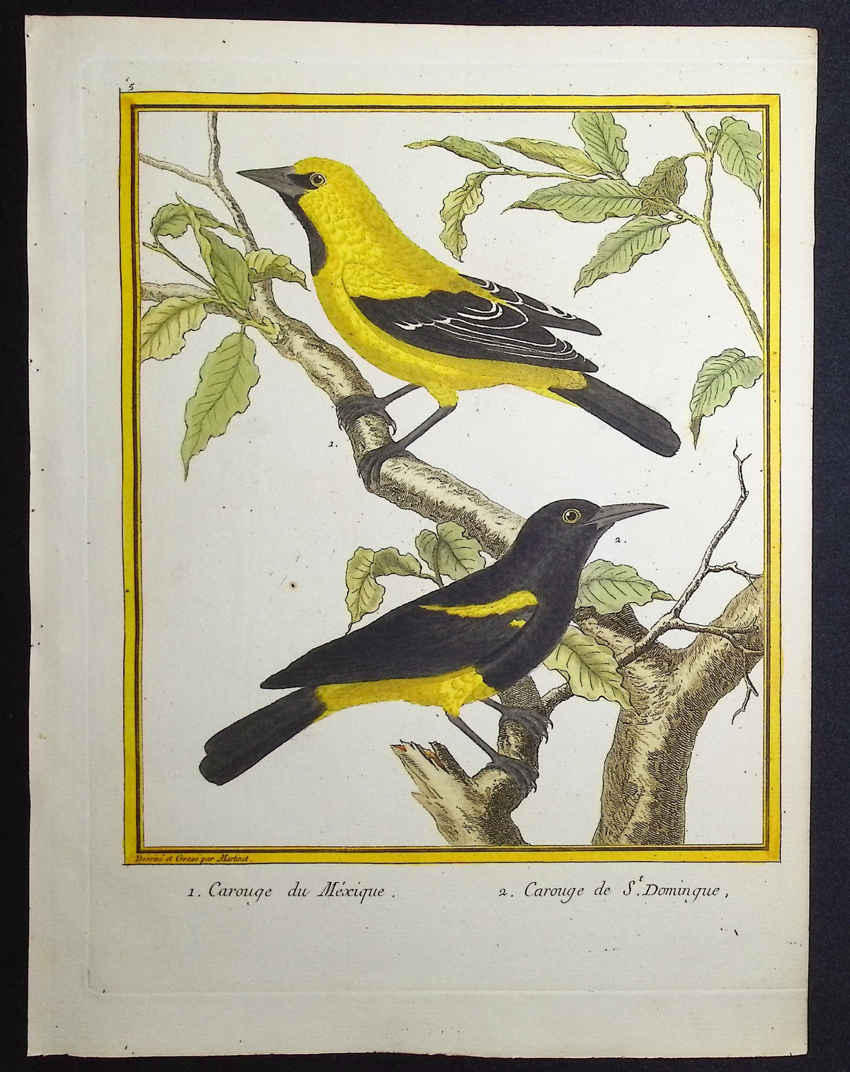 Blackbird