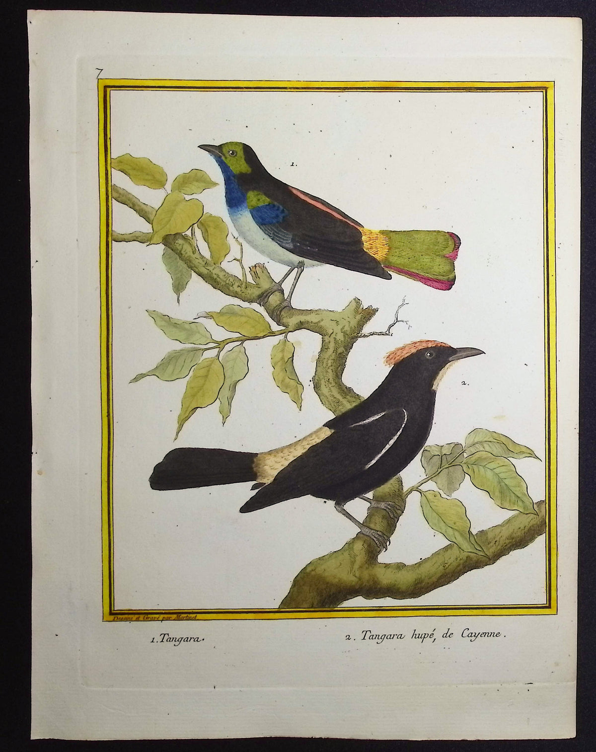 Tanager