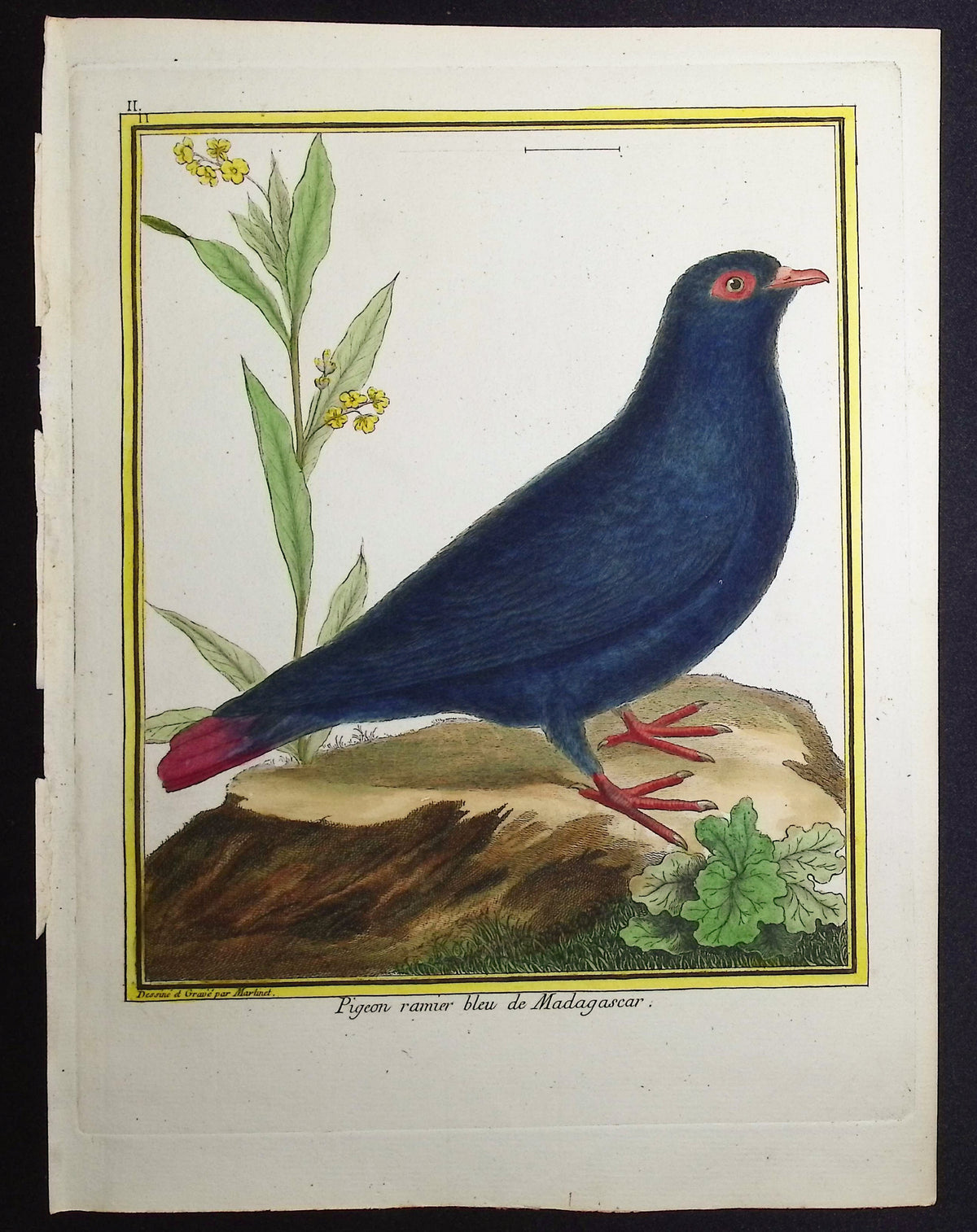 Pigeon
