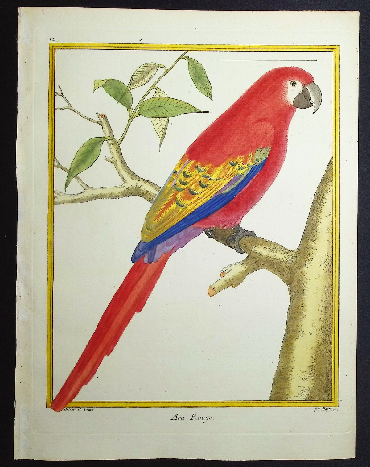 Scarlet Macaw