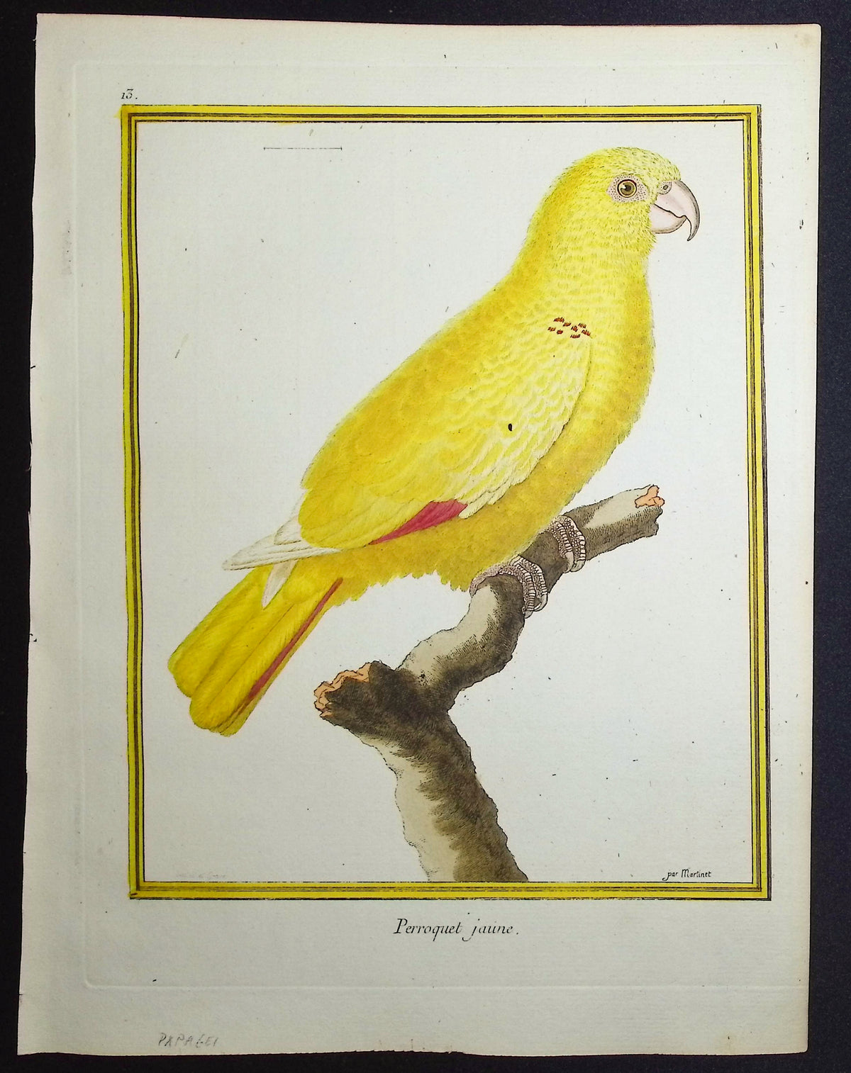 Parrot