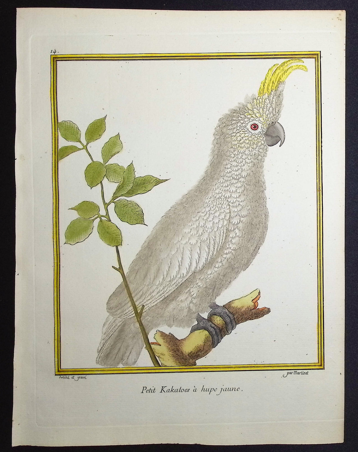 Cockatoo