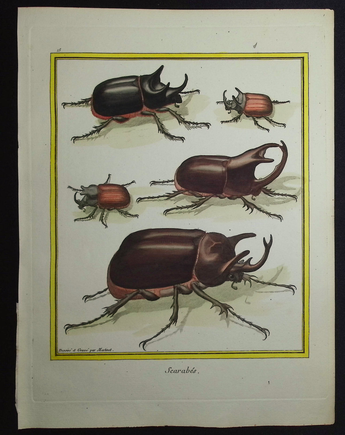 Scarabs