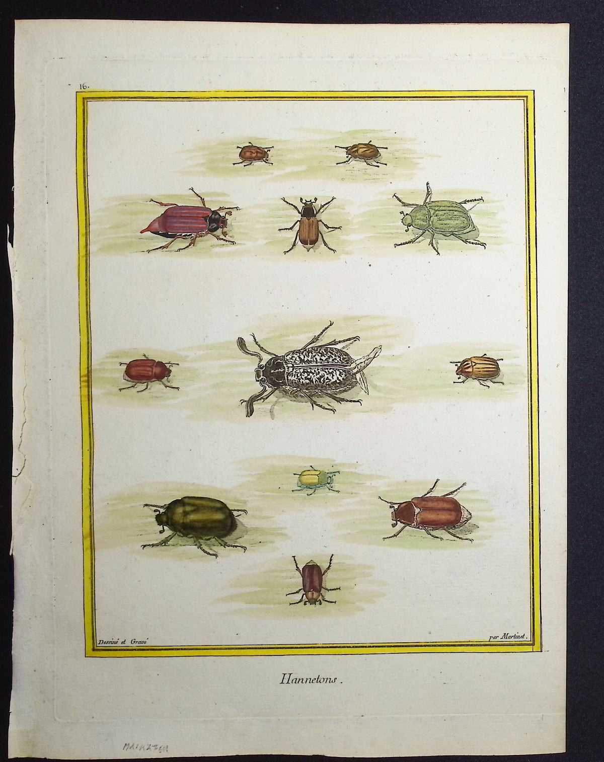 Beetles