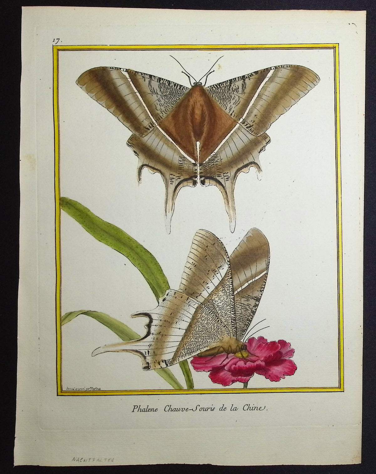Moths