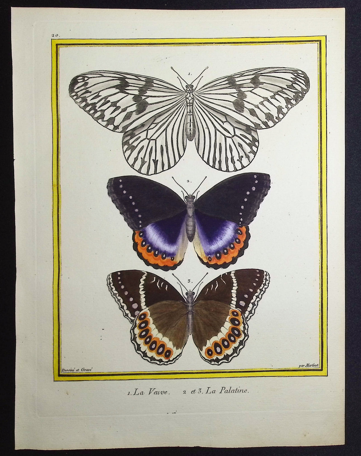Moths