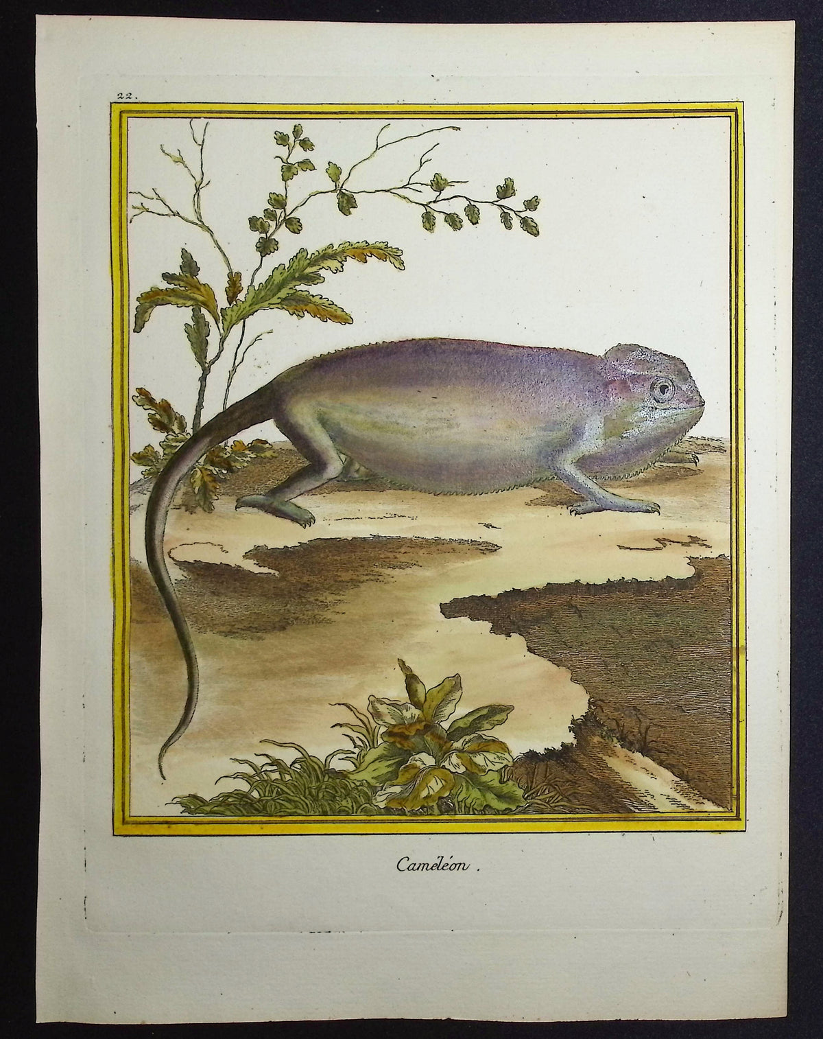 Chameleon