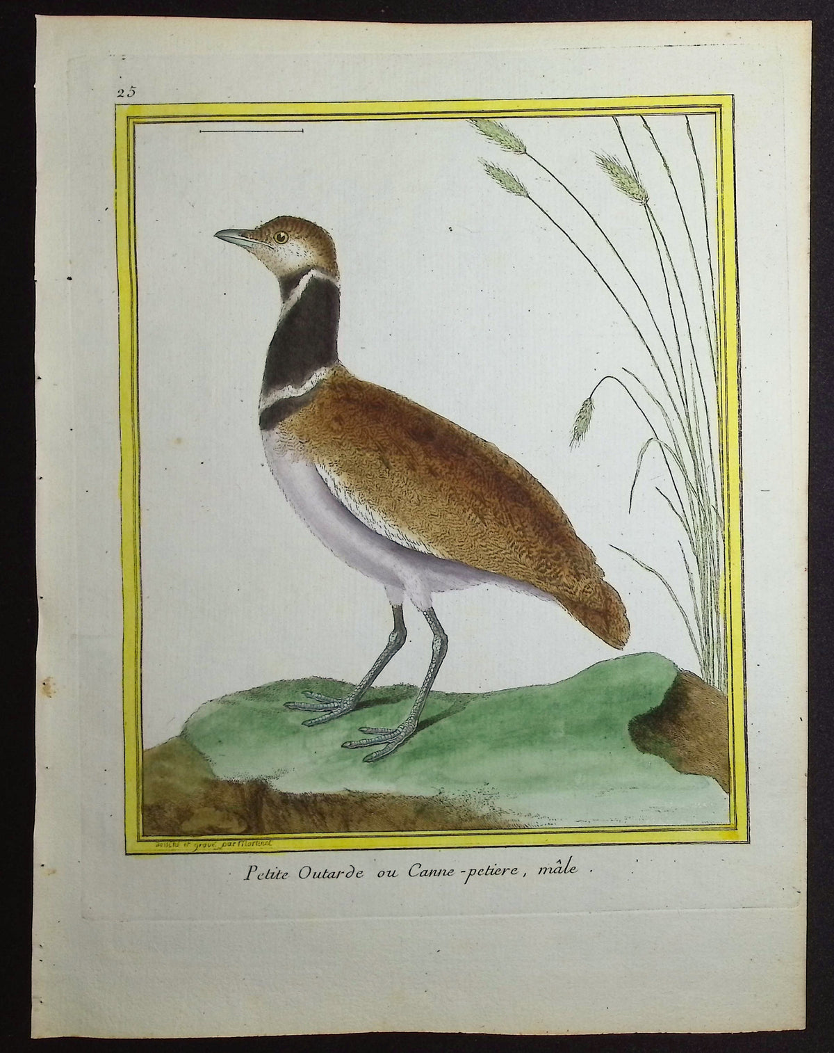 Bustard