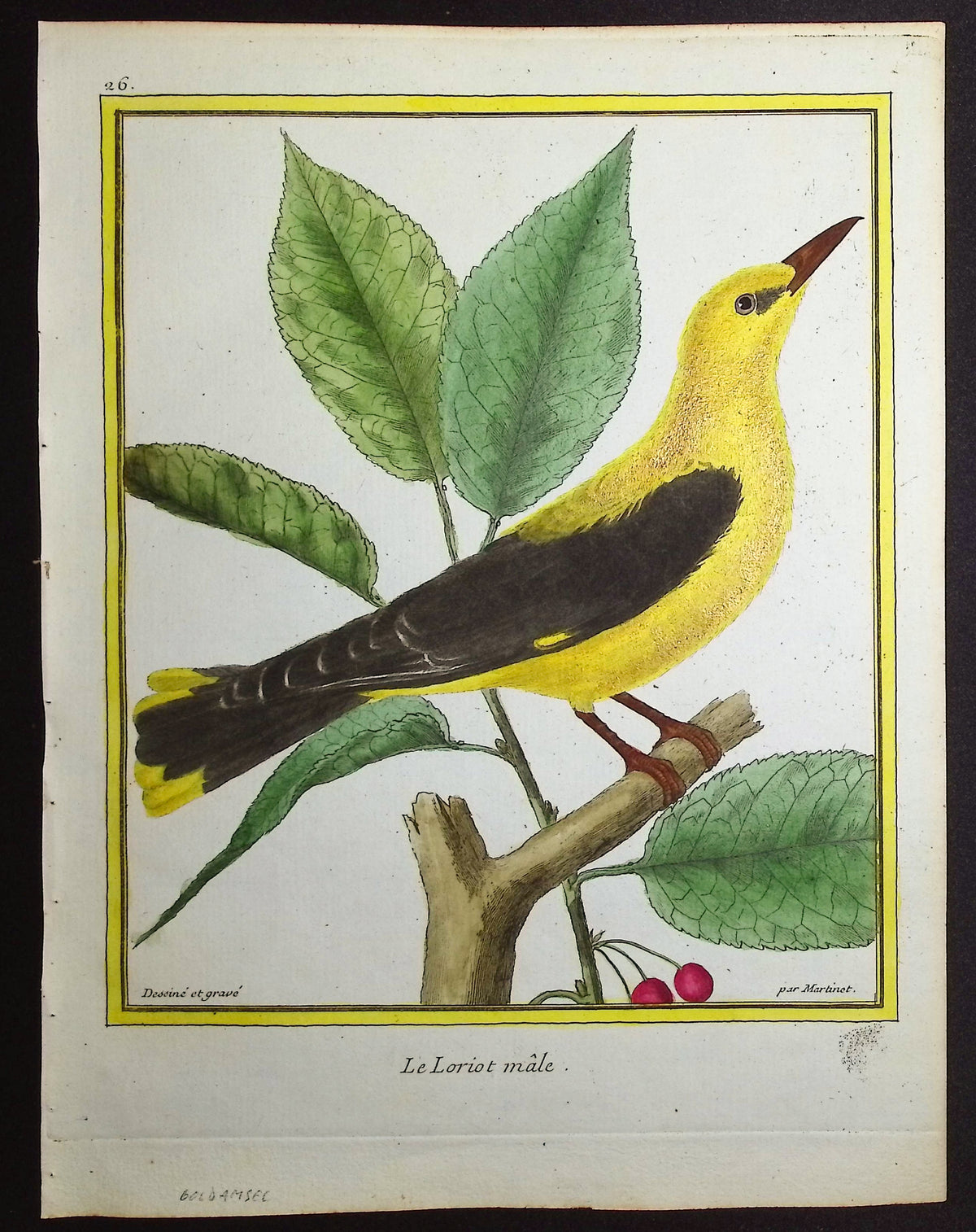 Oriole