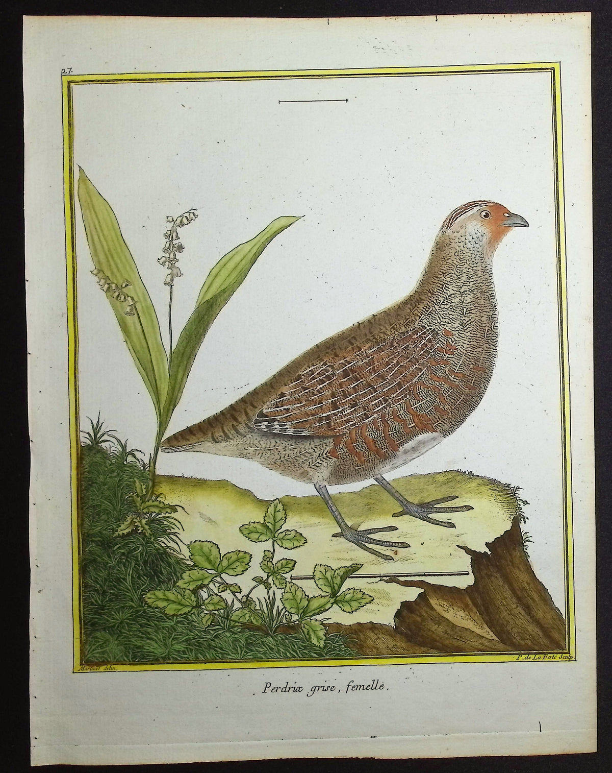 Partridge