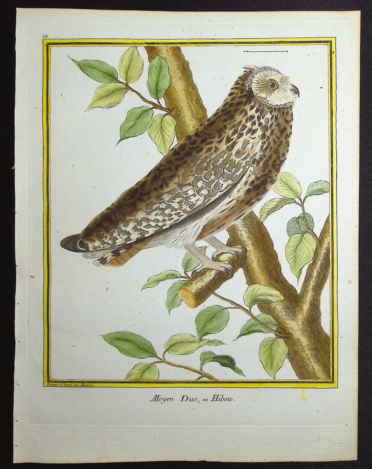 Owl