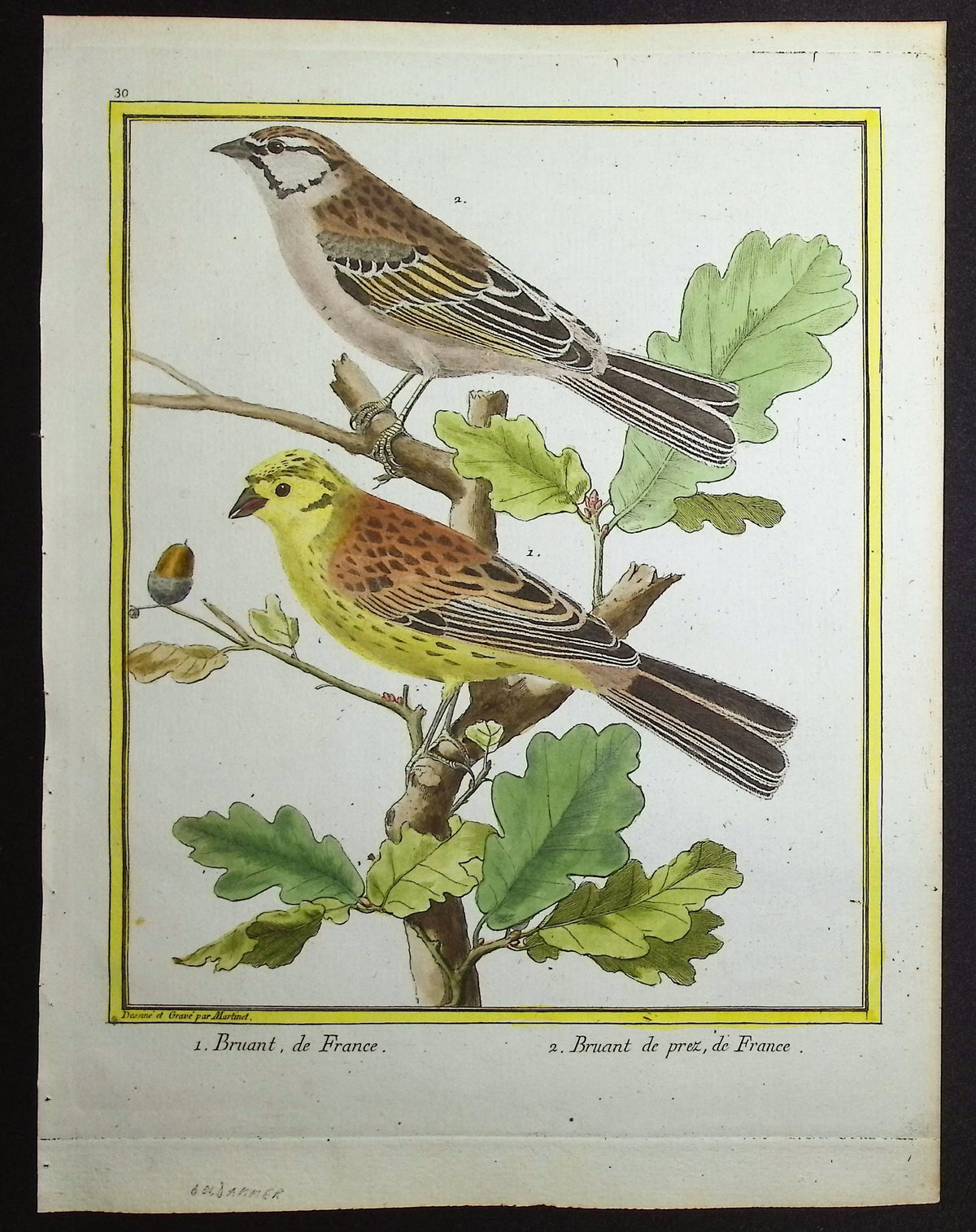 Sparrow