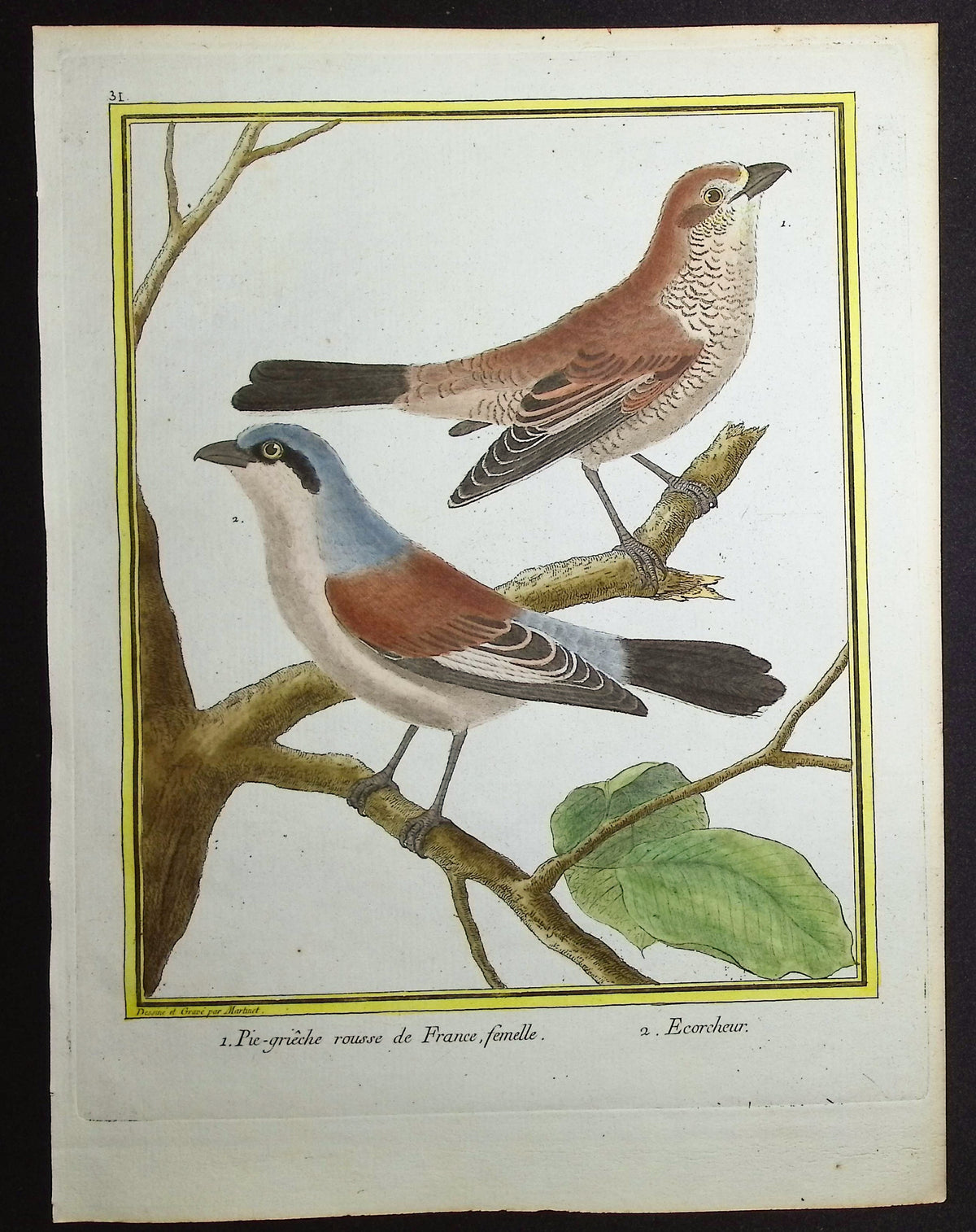 Shrike