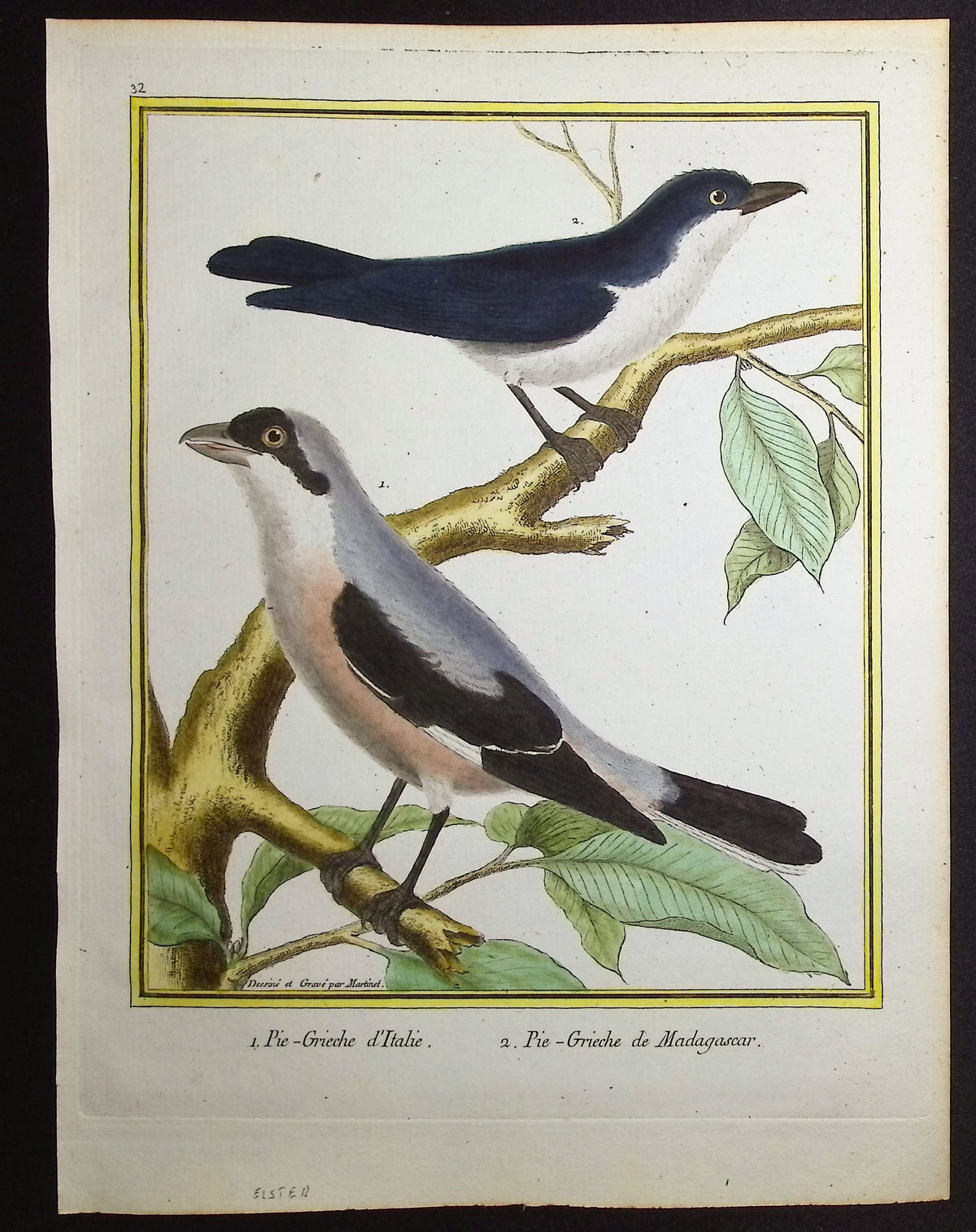 Shrike