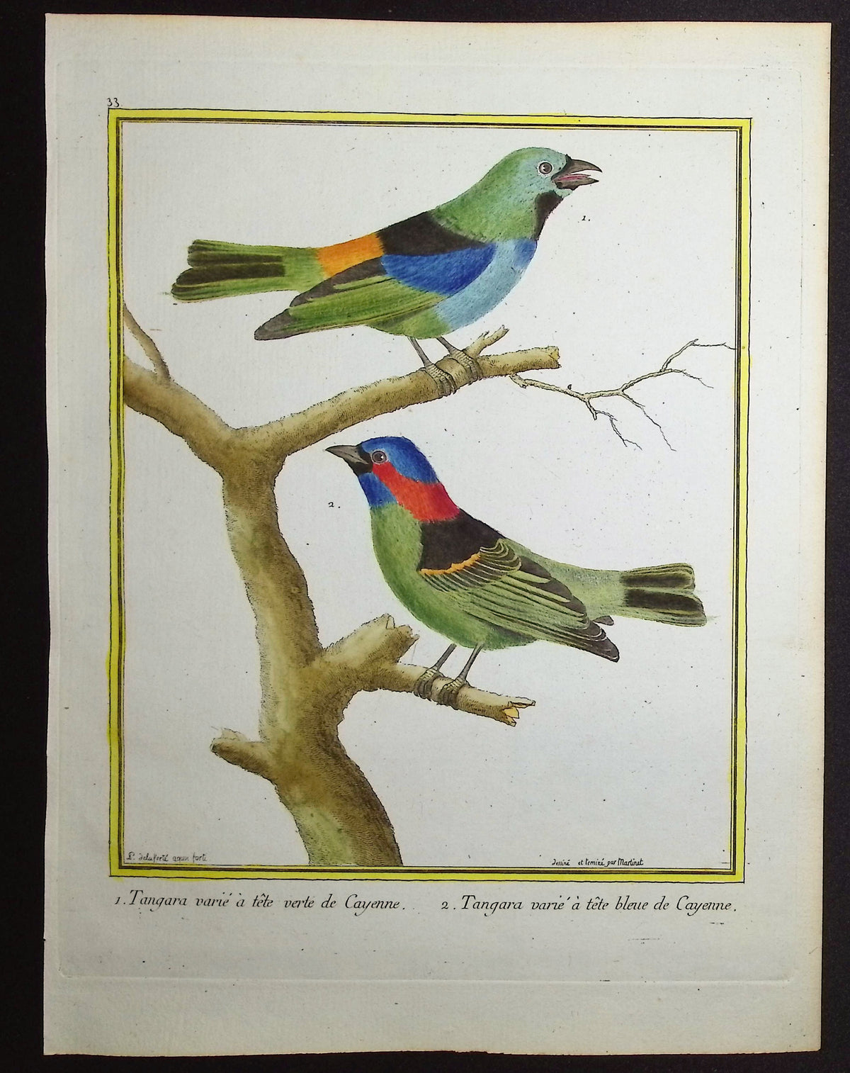 Tanager