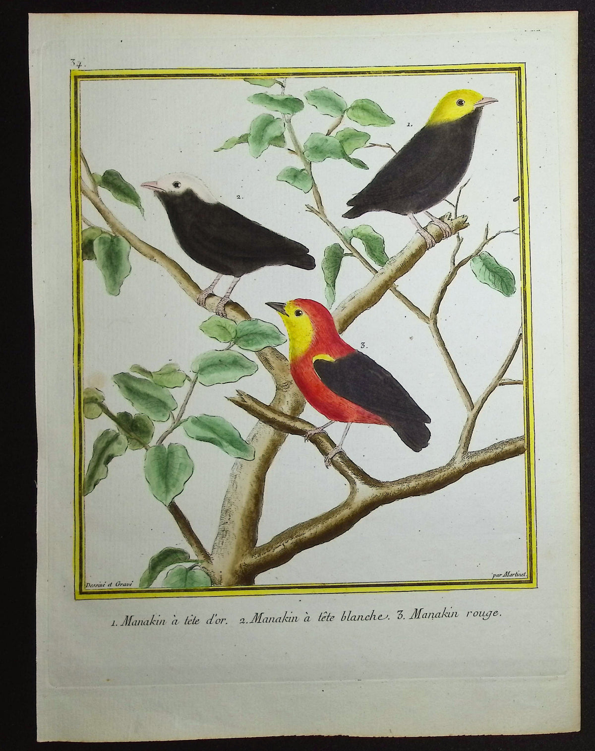 Manakin