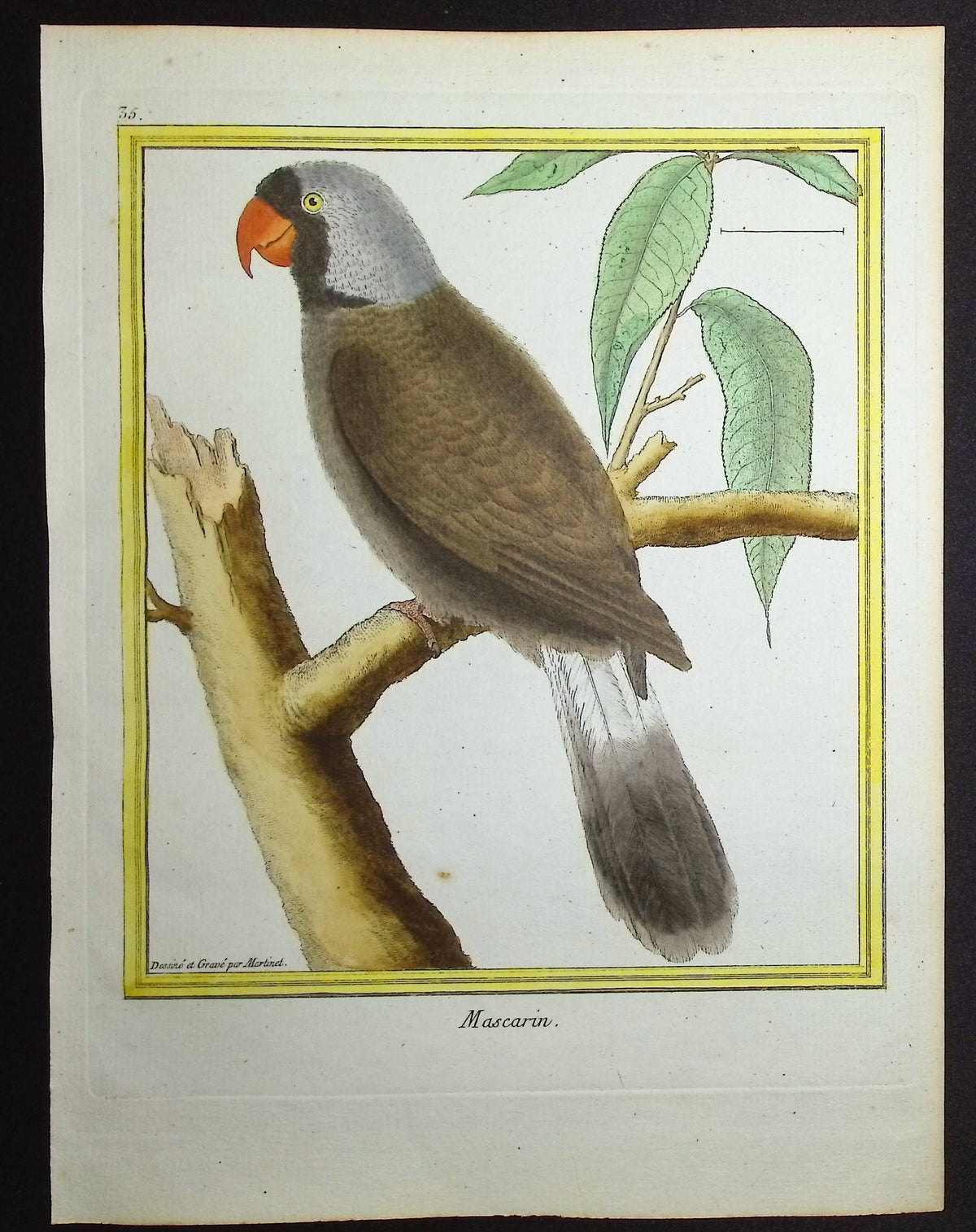 Parrot