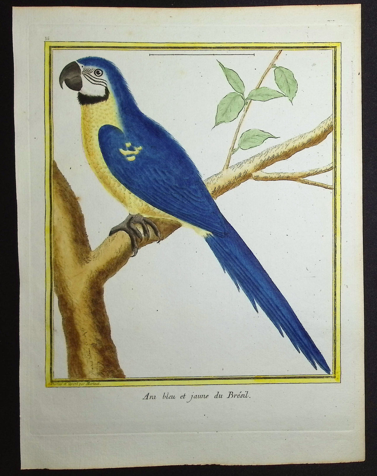 Blue & Yellow Macaw