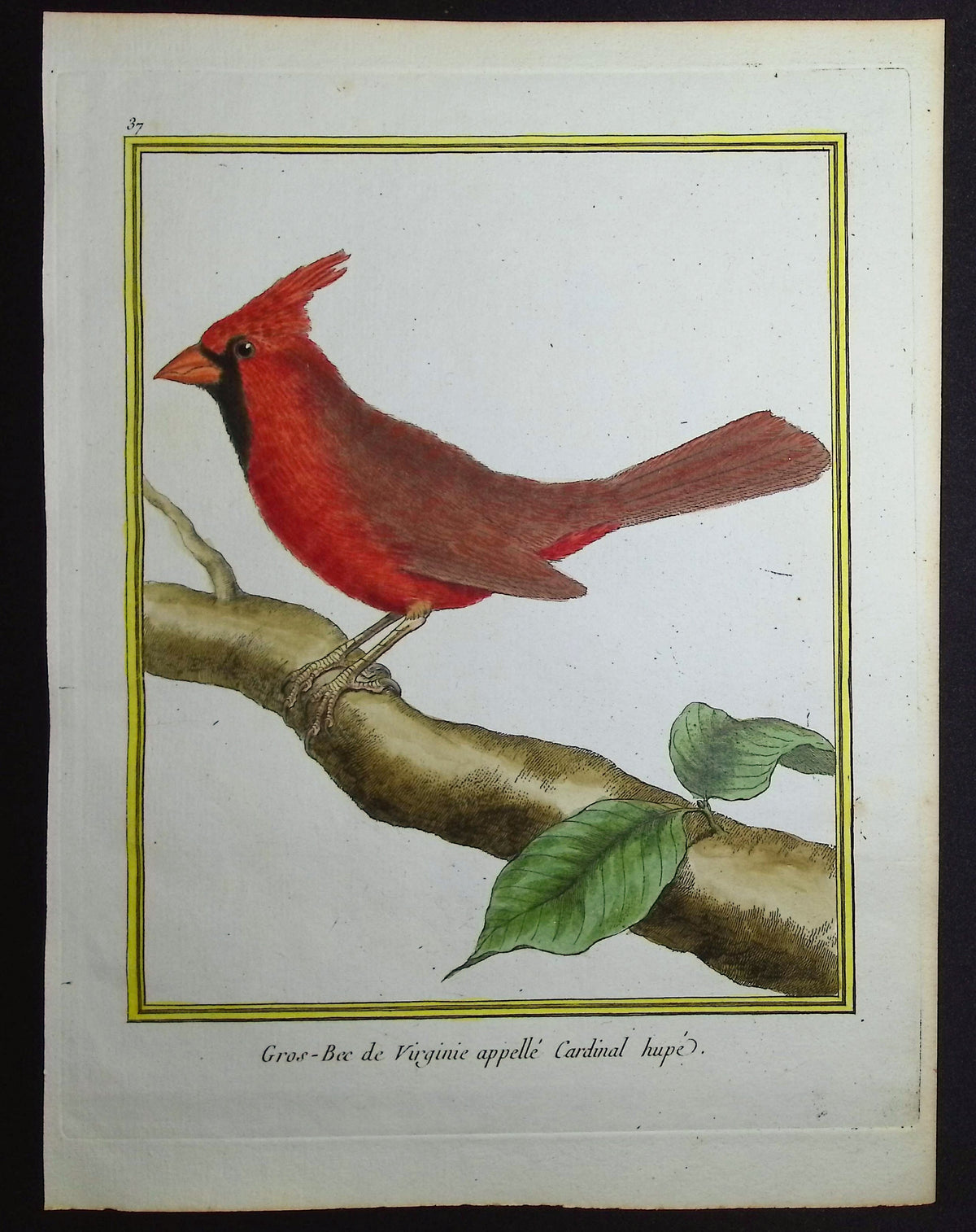 Cardinal