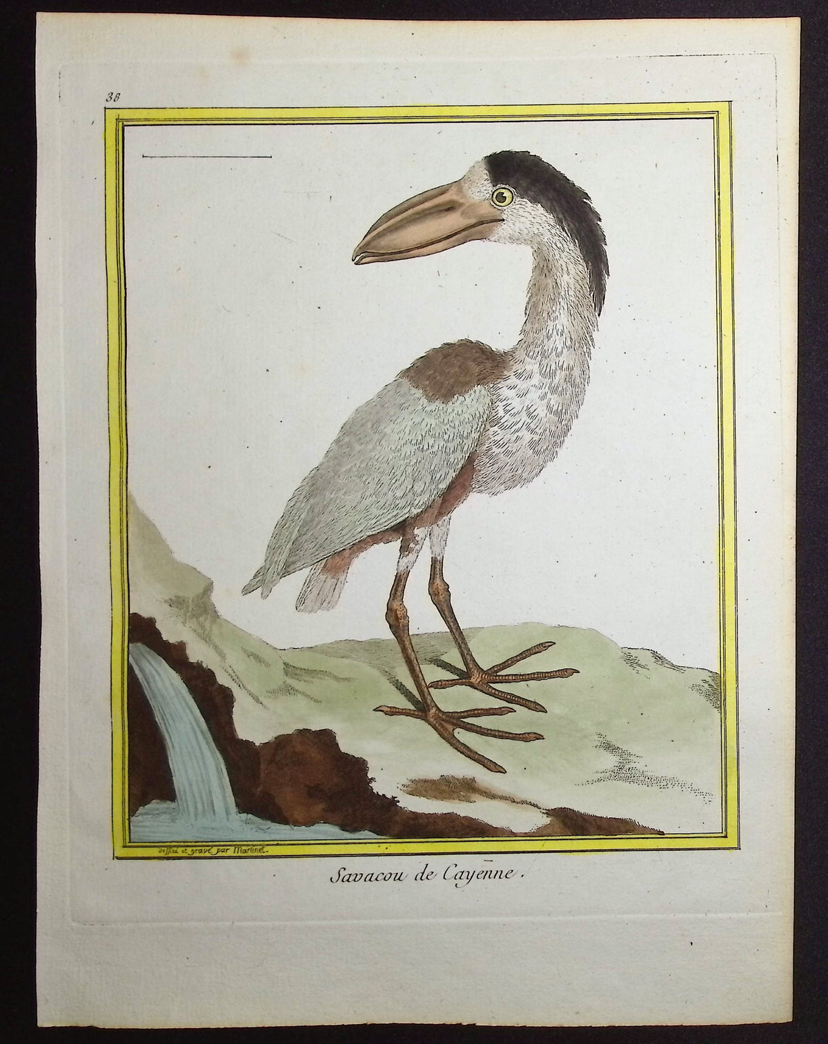 Boat-billed Heron