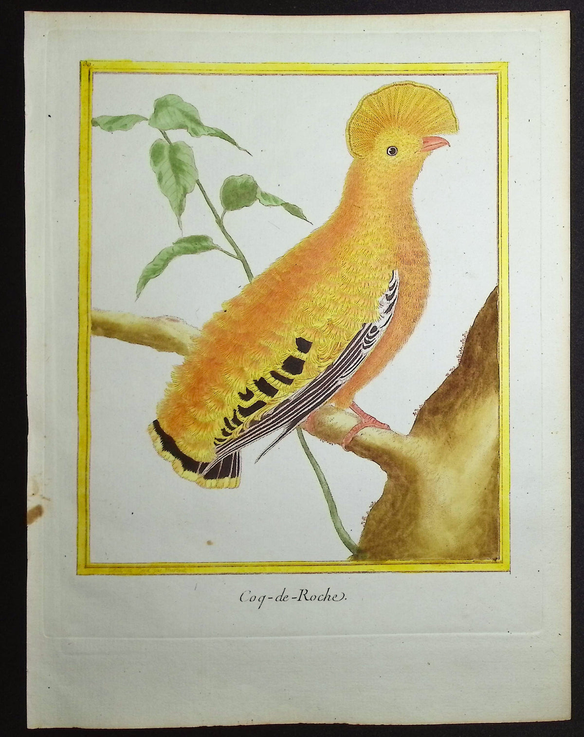 Cock-of-the-Rock