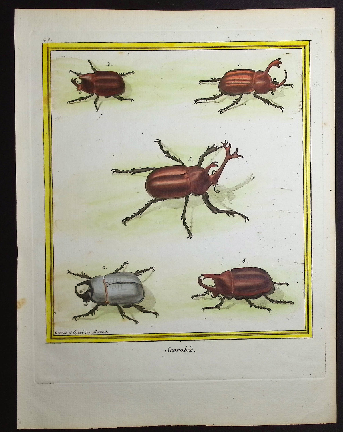 Scarabs