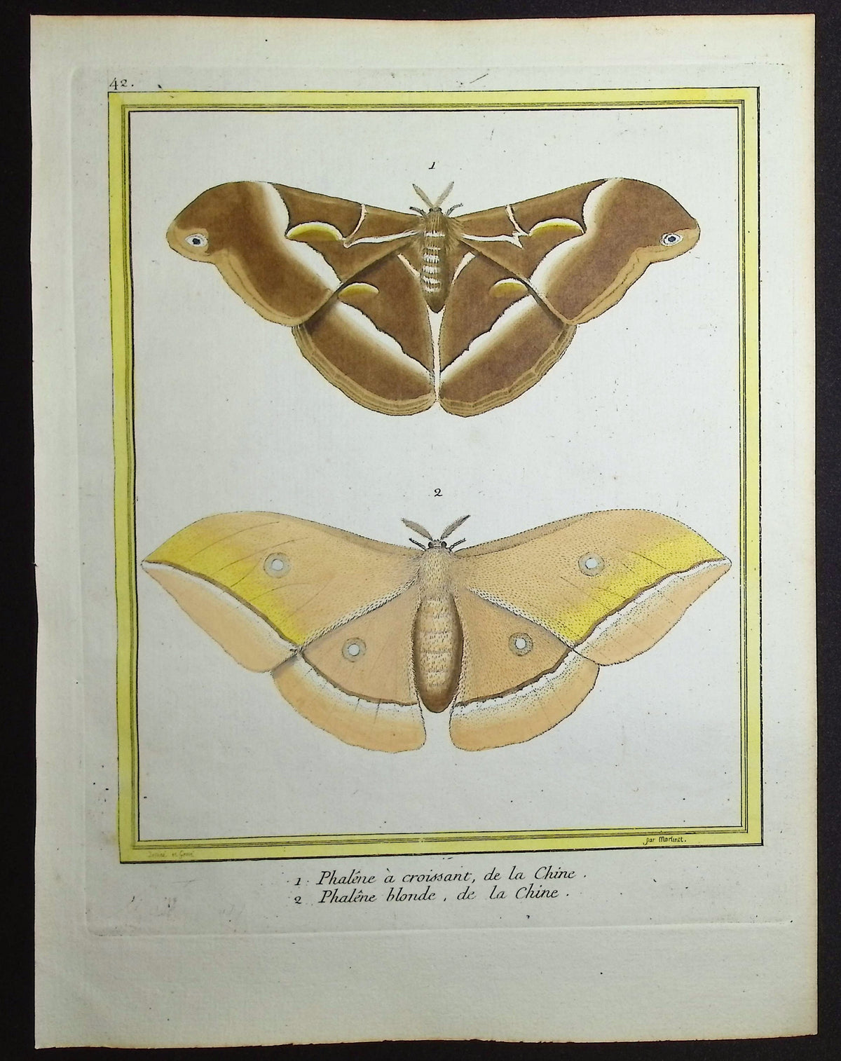 Moths
