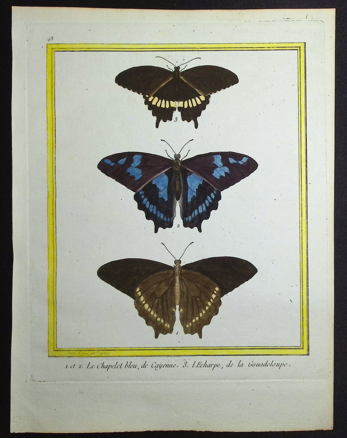 Moths
