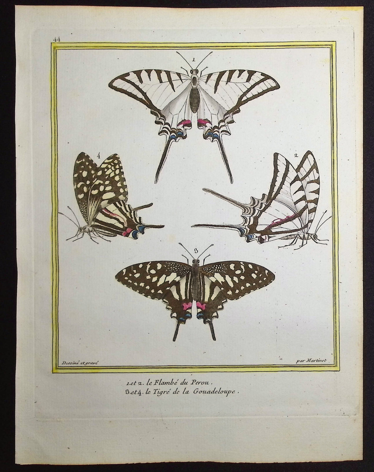 Moths