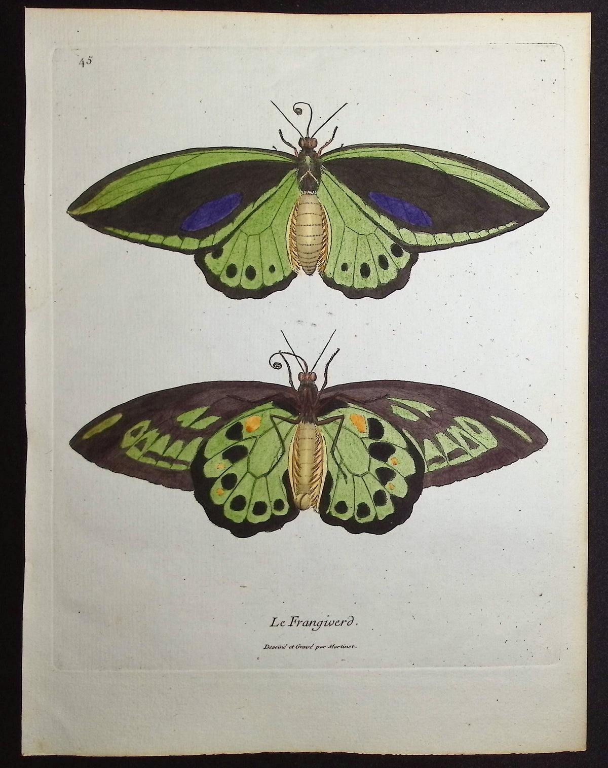 Moths