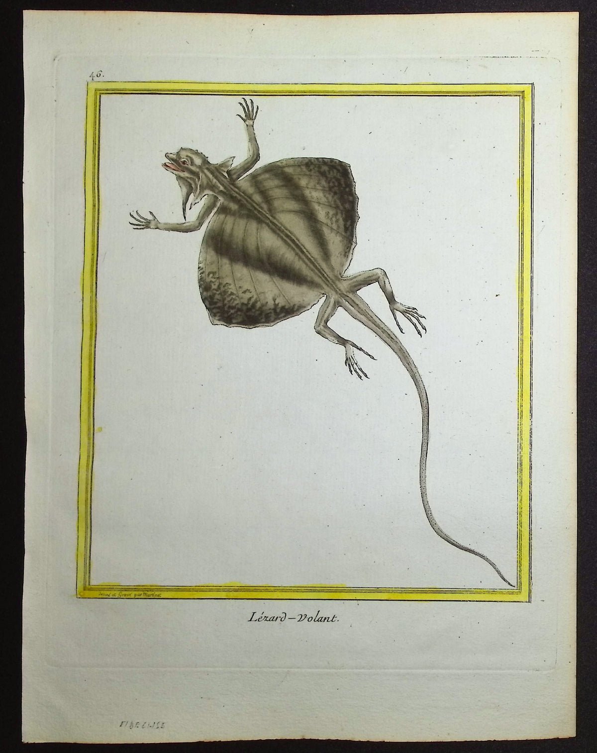 Flying Lizard