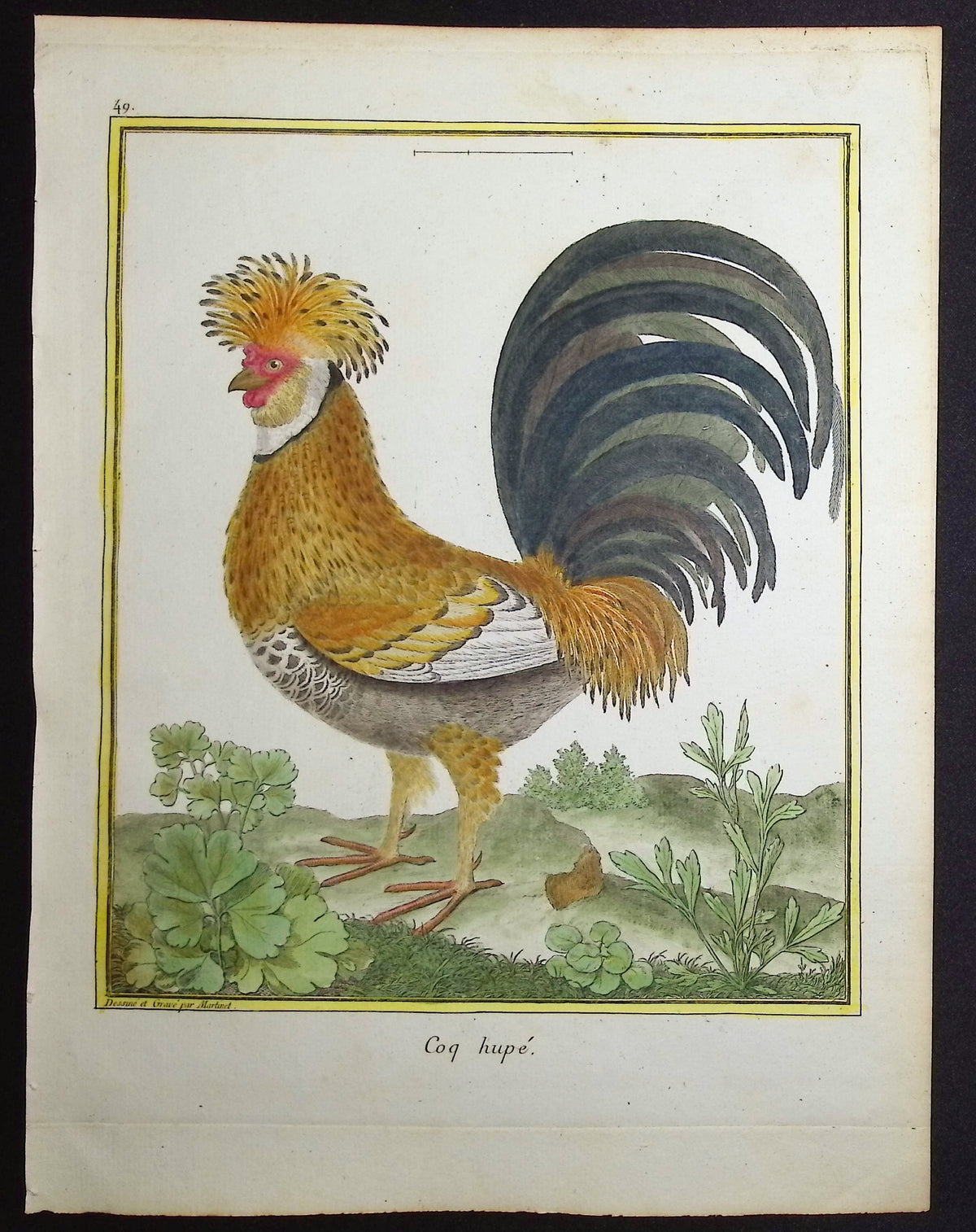 Chicken or Rooster