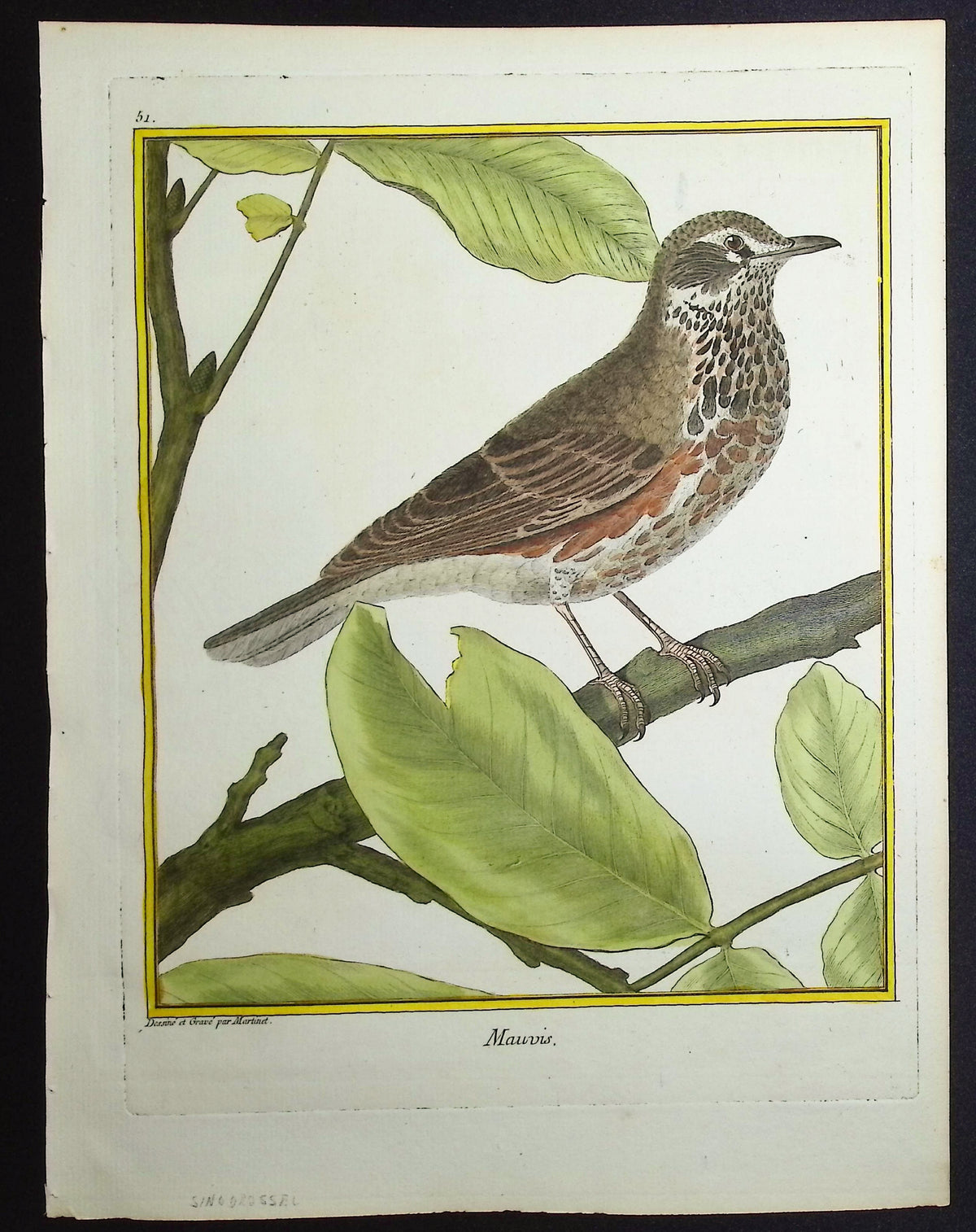 Redwing