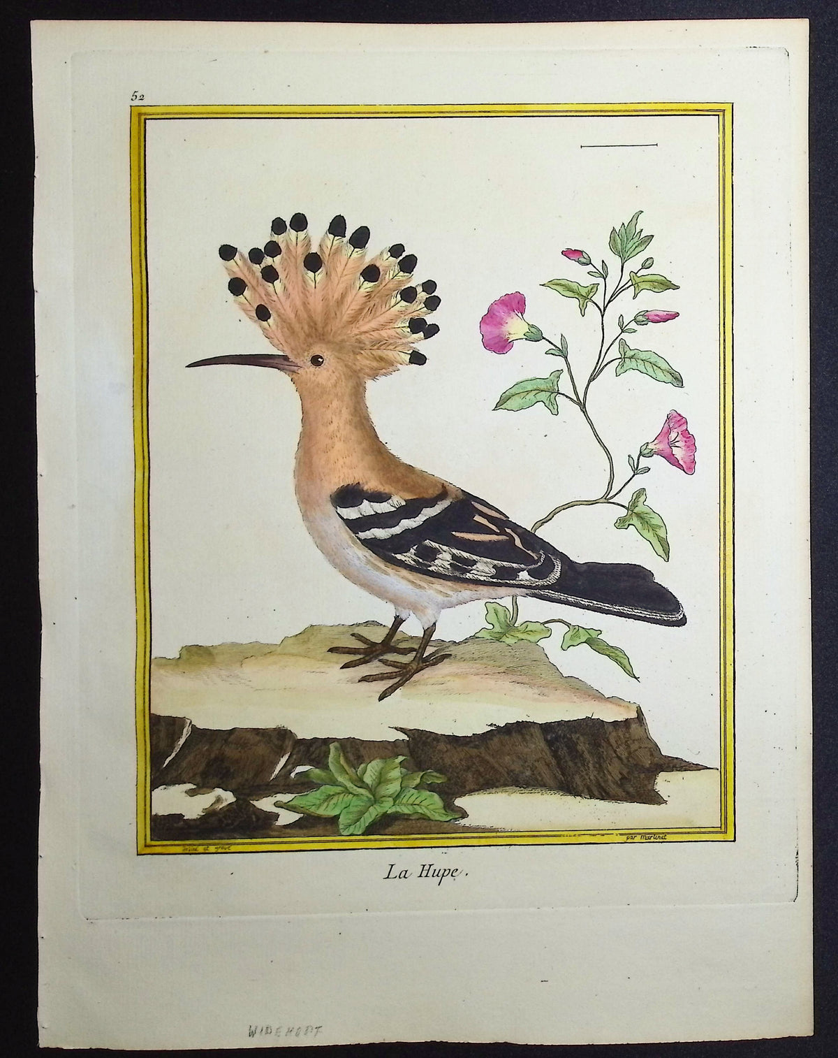 Hoopoe