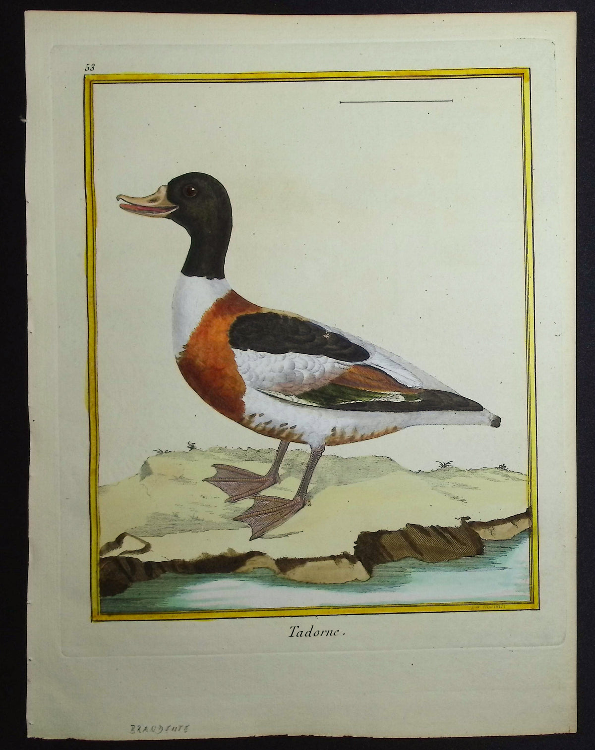 Duck