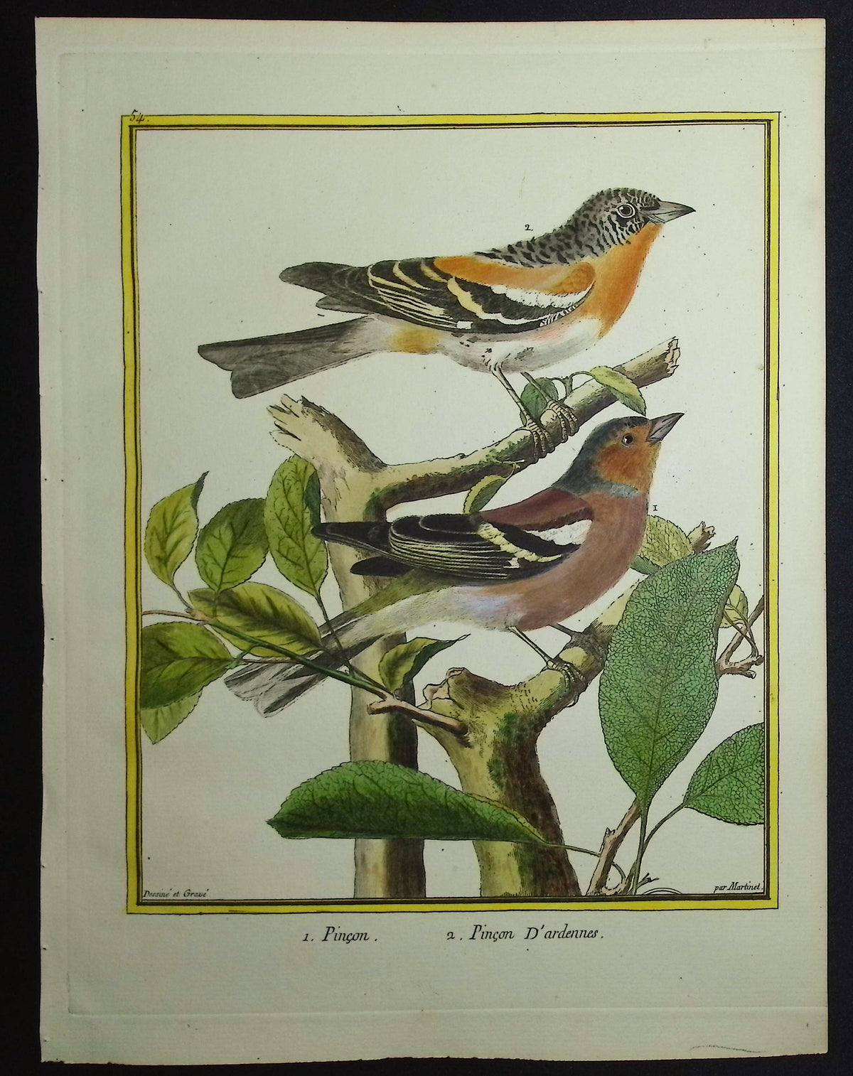Chaffinch